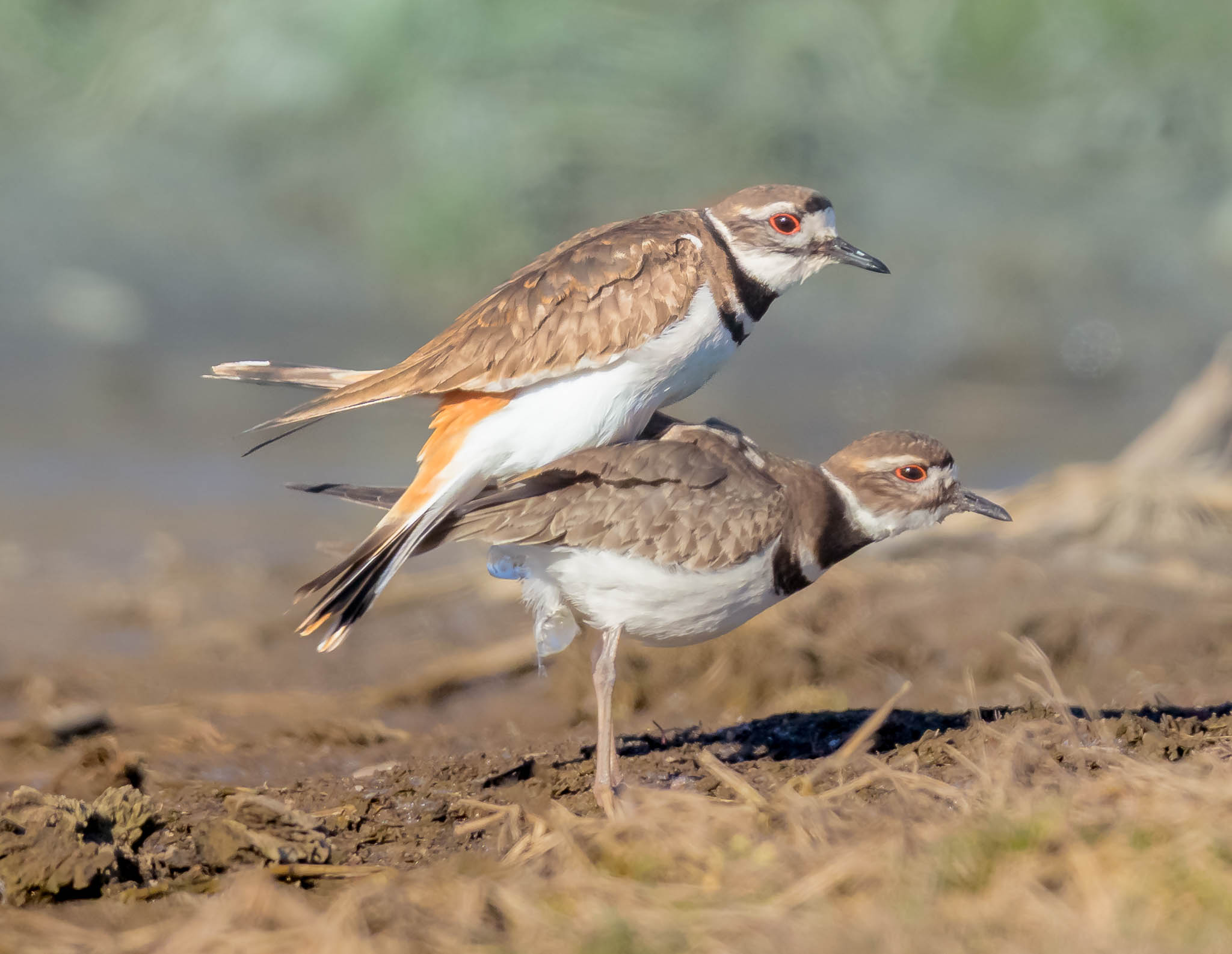 Killdeer mating ritual