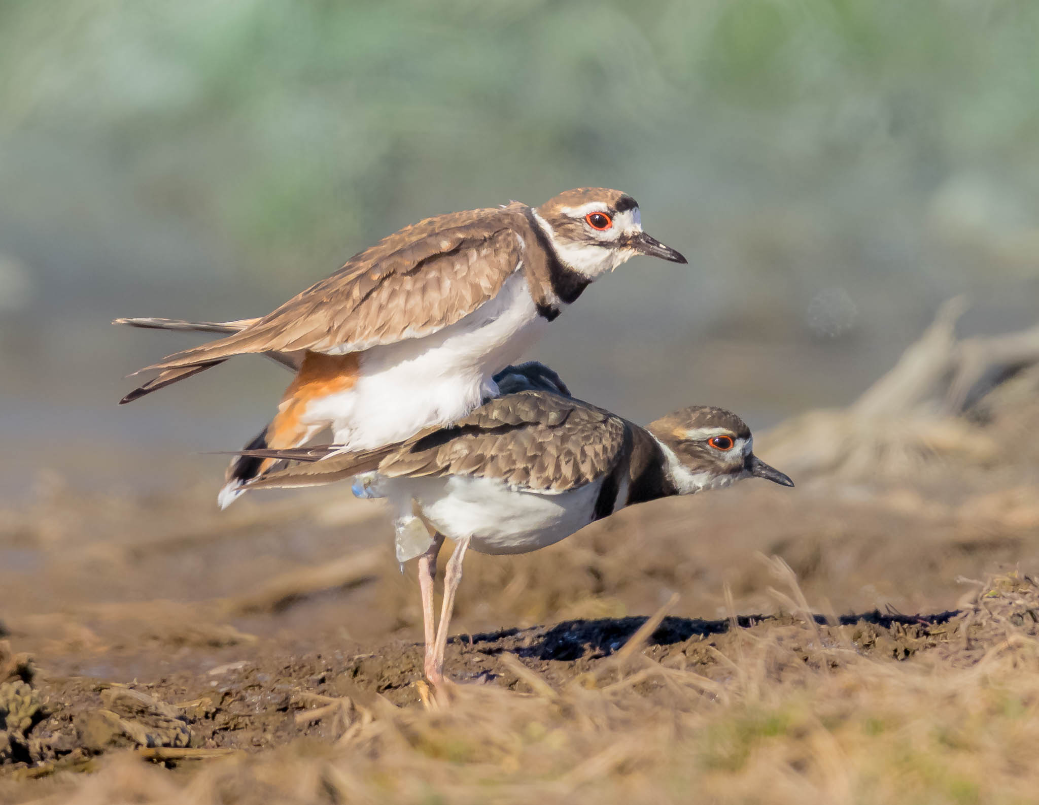 Killdeer intimate moment