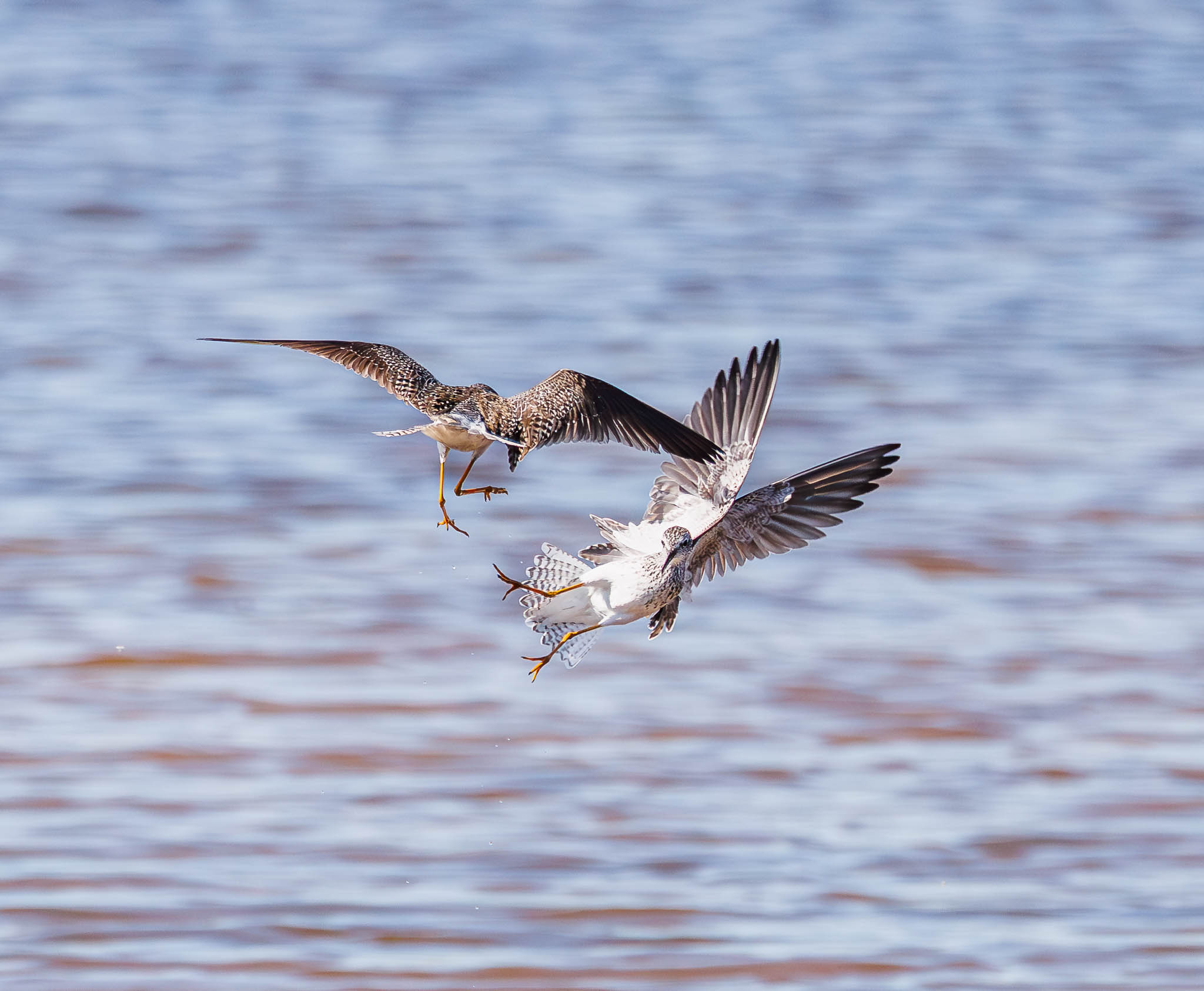 Lesser Yellowlegs male approaching female