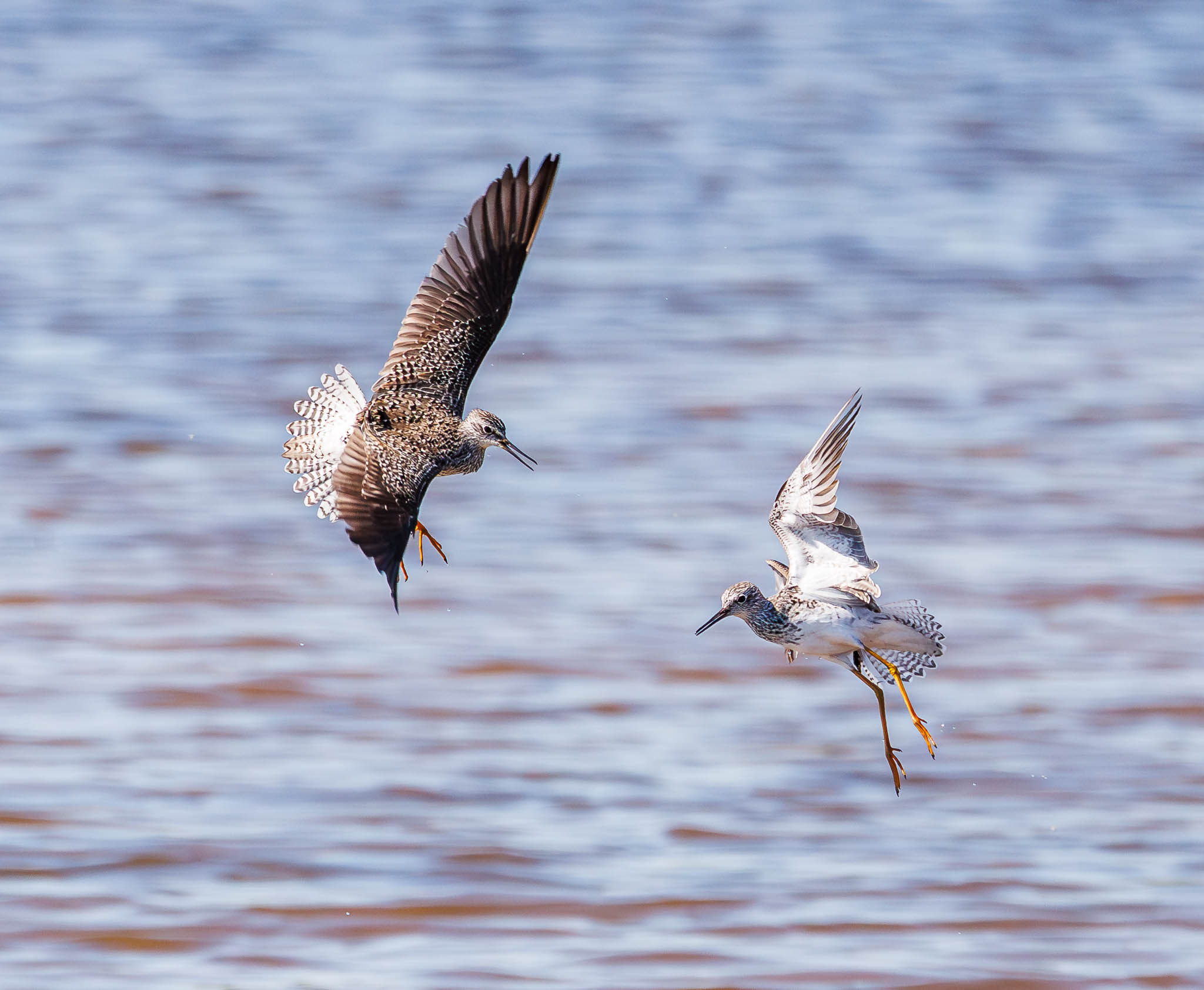 Lesser Yellowlegs launching into air