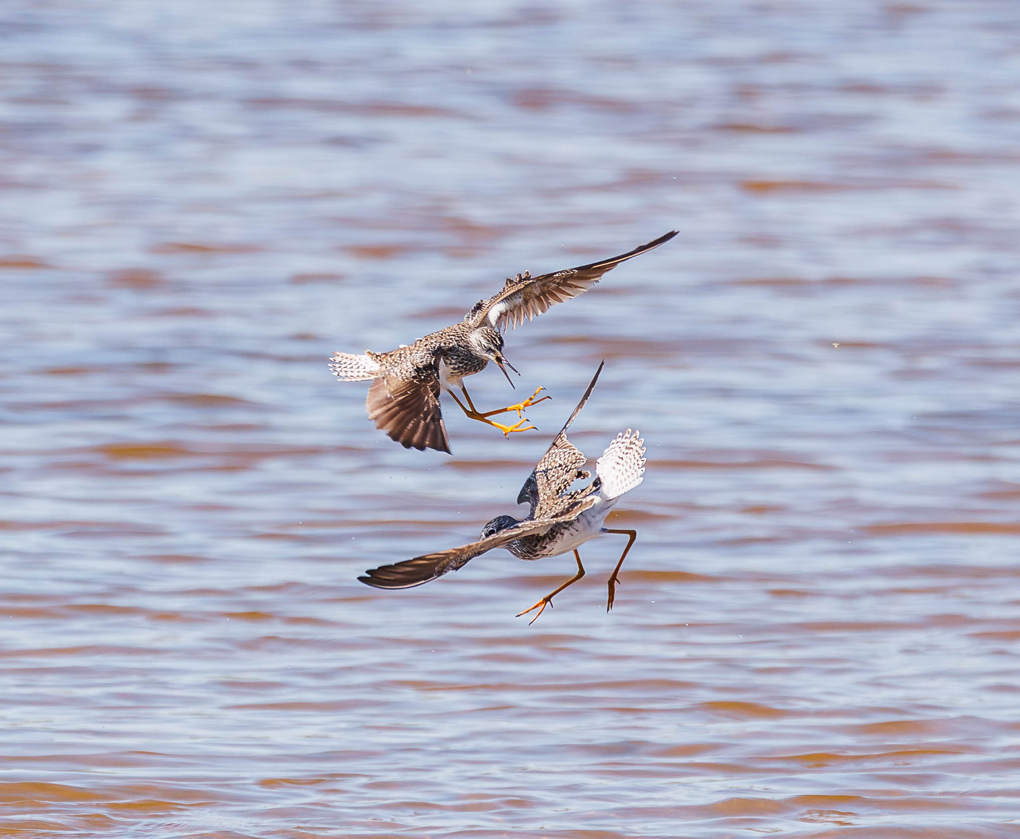 Lesser Yellowlegs aerial display