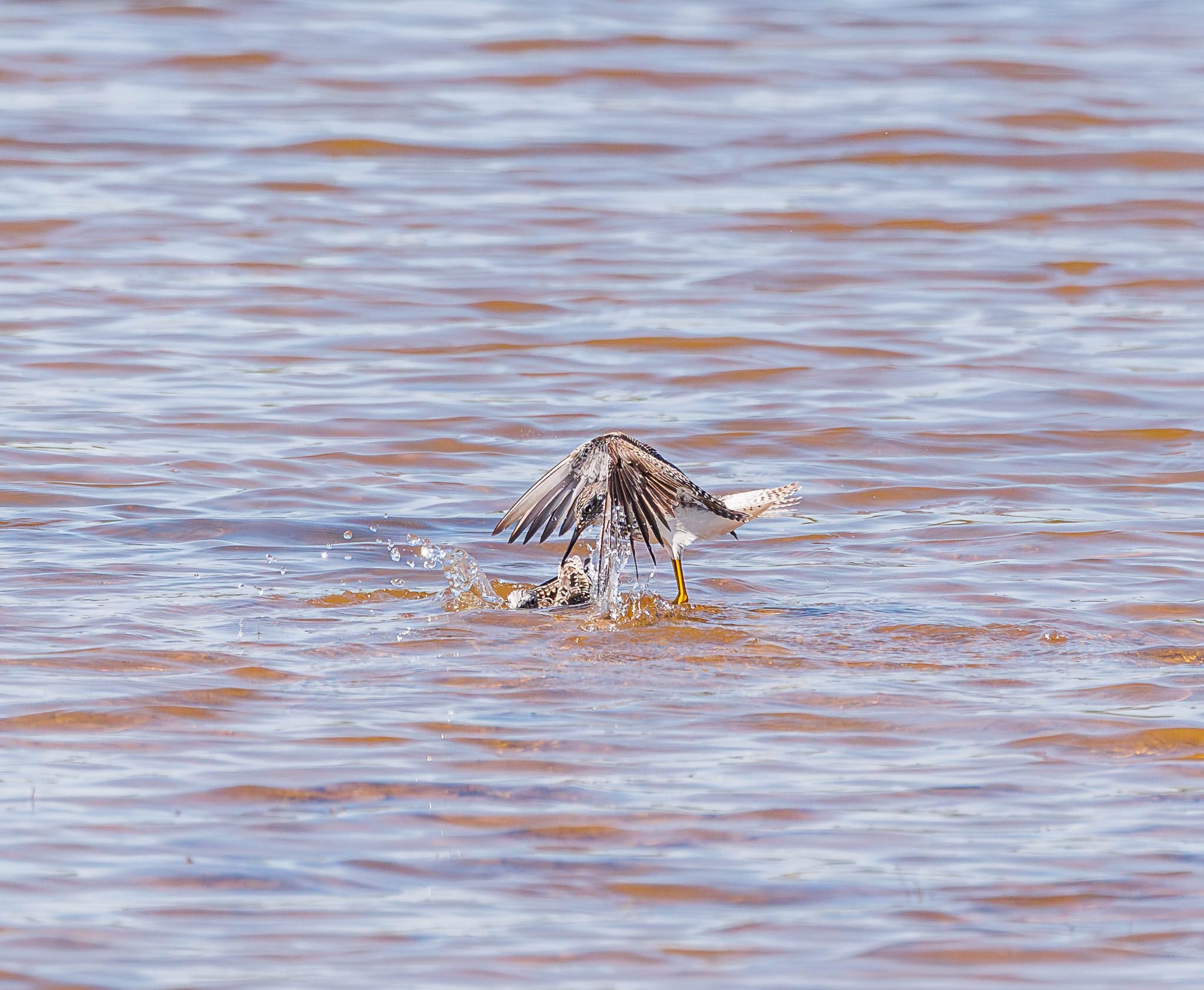 Lesser Yellowlegs vertical tangle