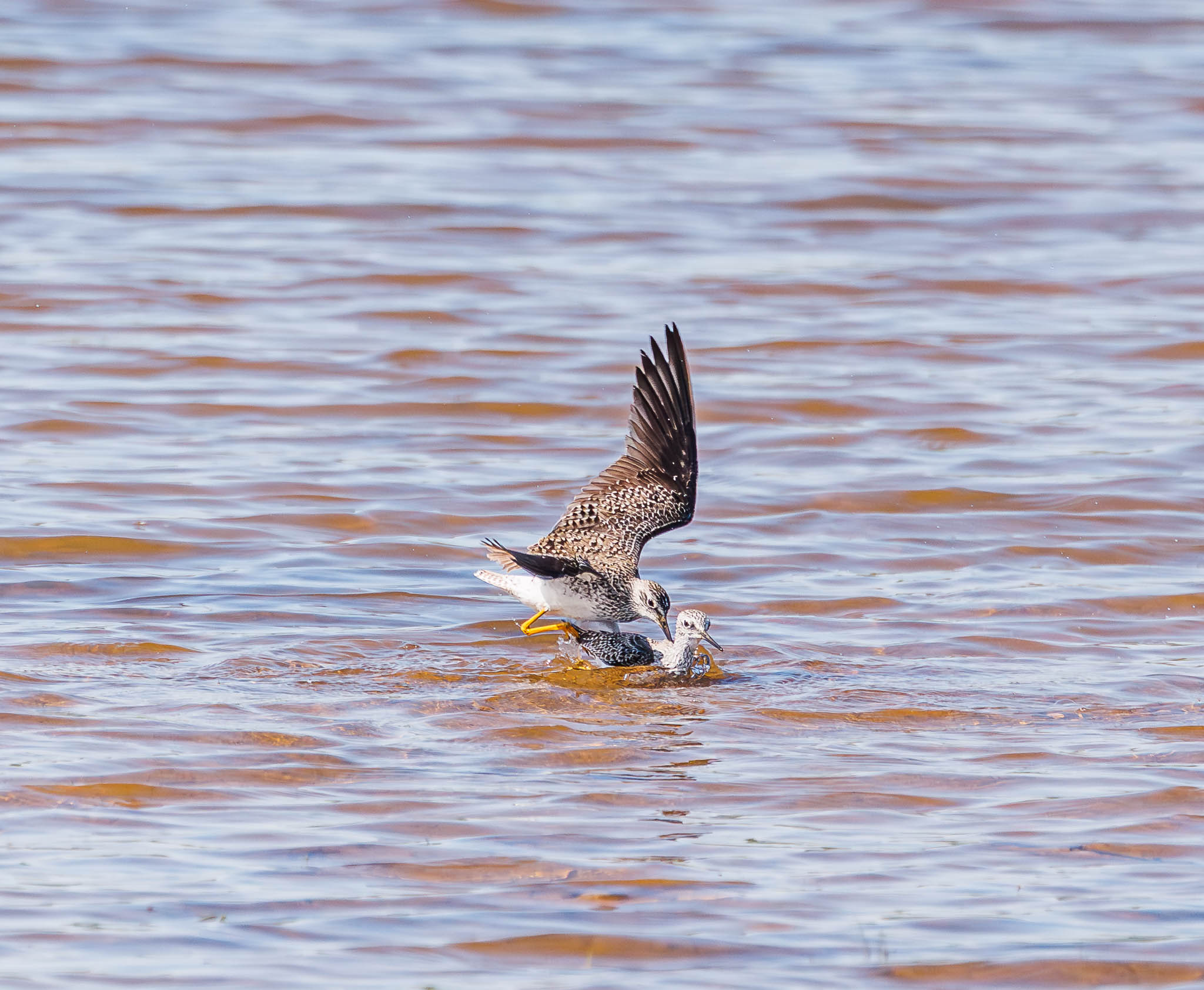 Lesser Yellowlegs landing in shallows