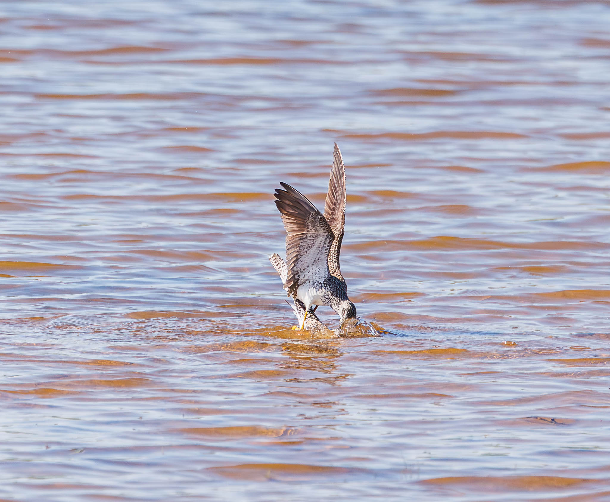 Lesser Yellowlegs male mounting female
