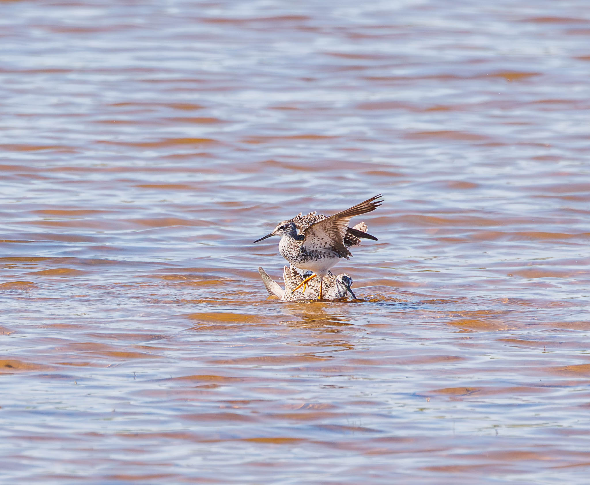 Lesser Yellowlegs mating