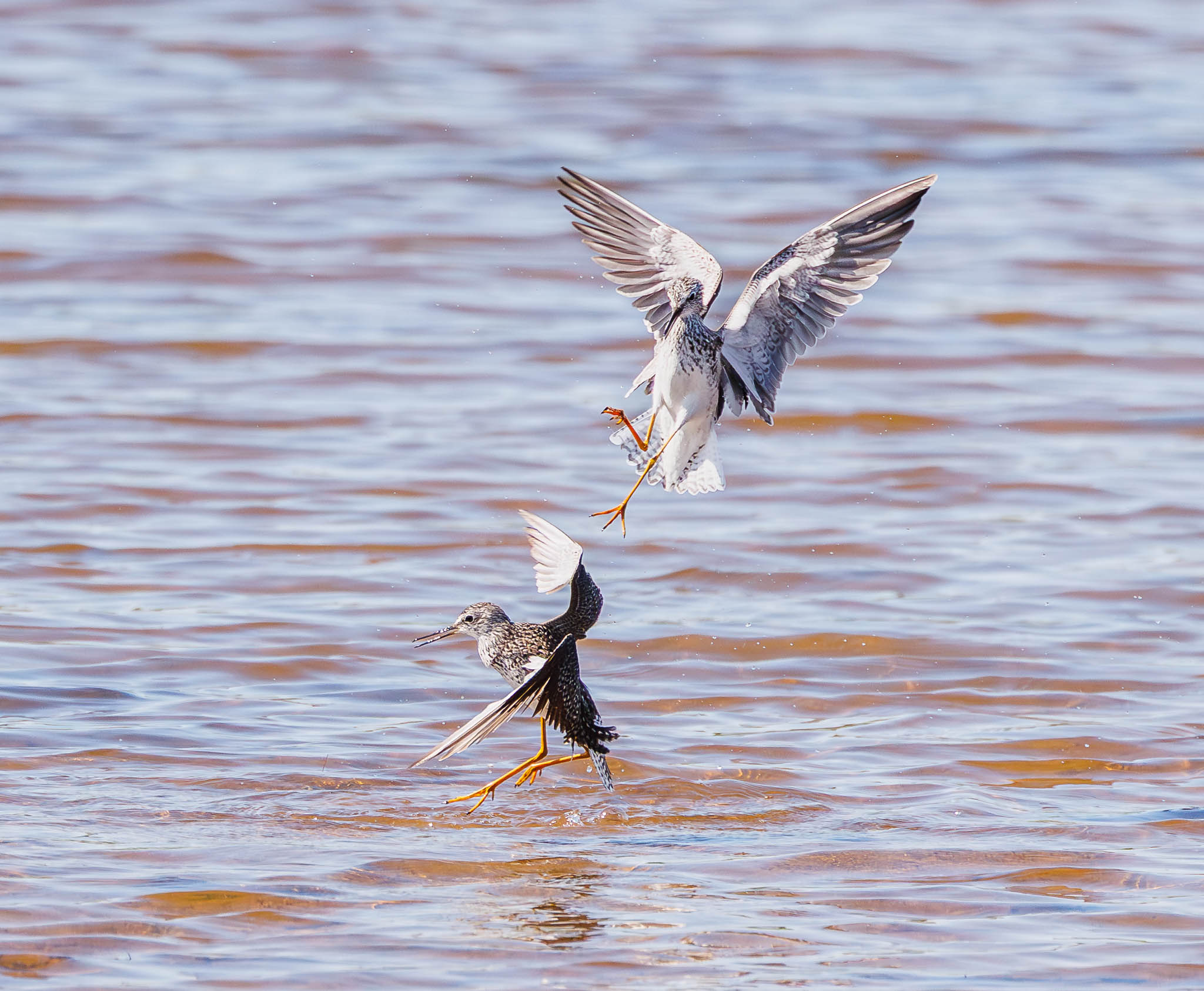 Lesser Yellowlegs female pushing free
