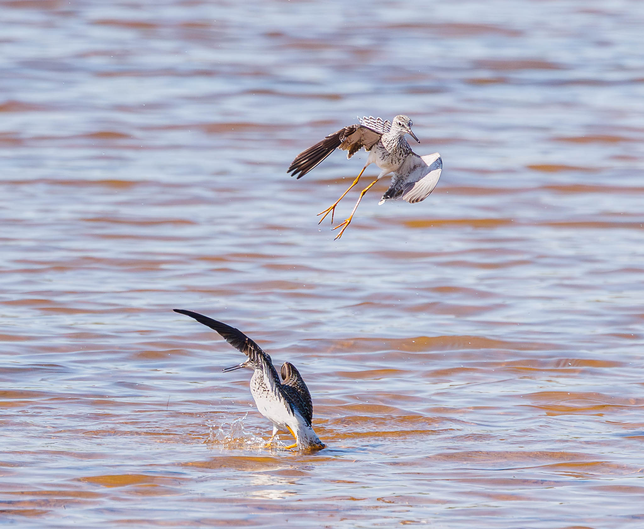 Lesser Yellowlegs post-mating