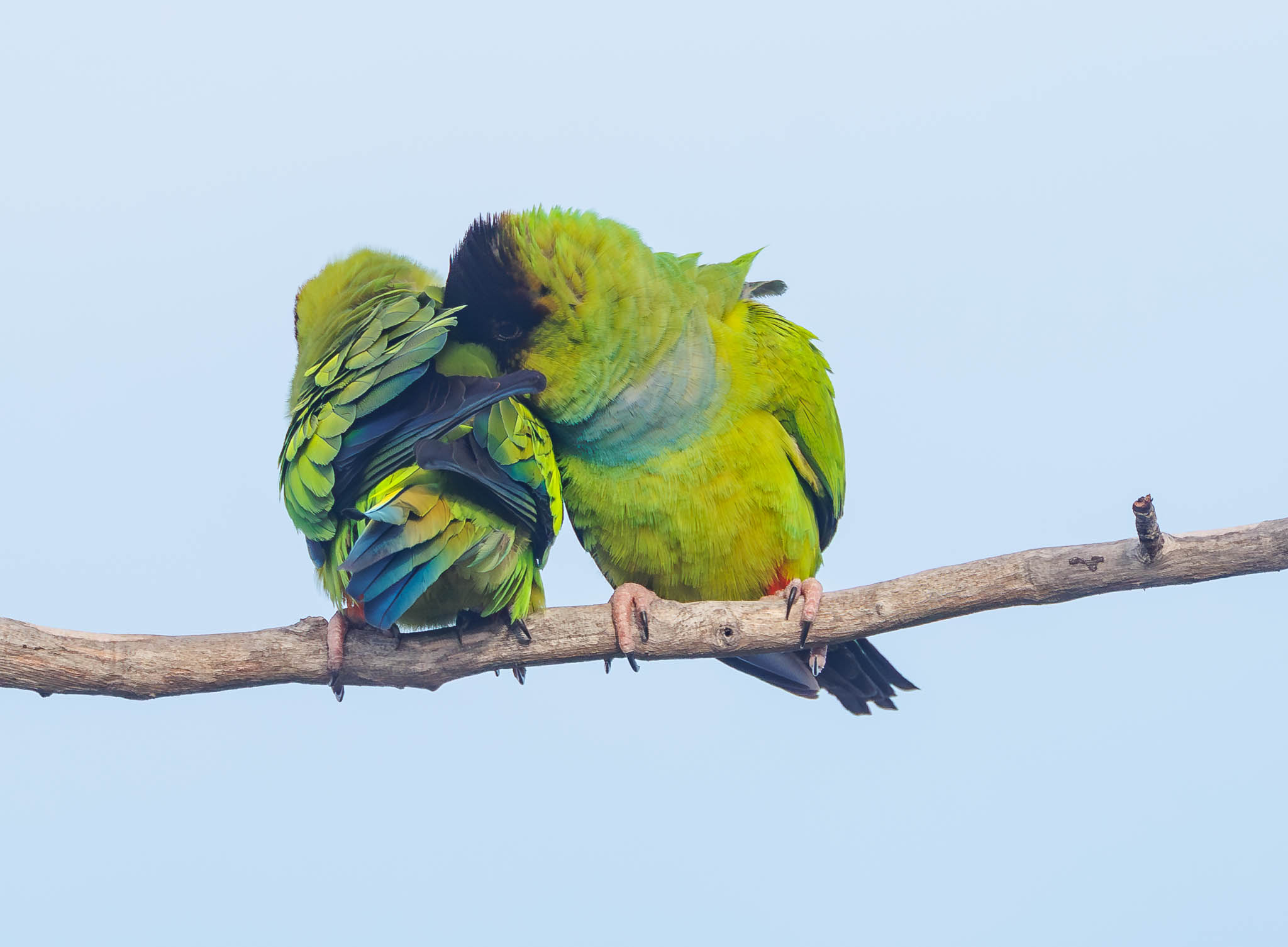 Nanday Parakeets perched together
