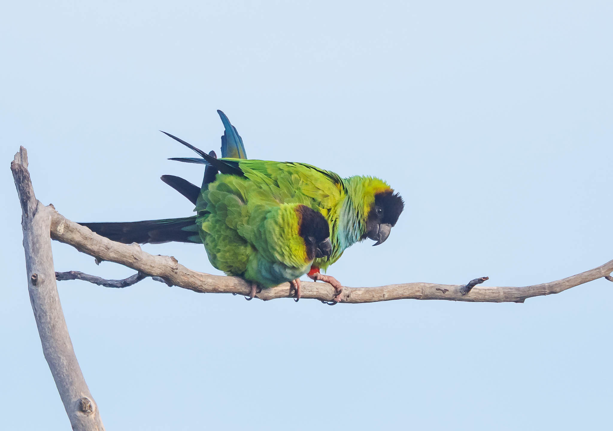 Nanday Parakeets beginning to interact