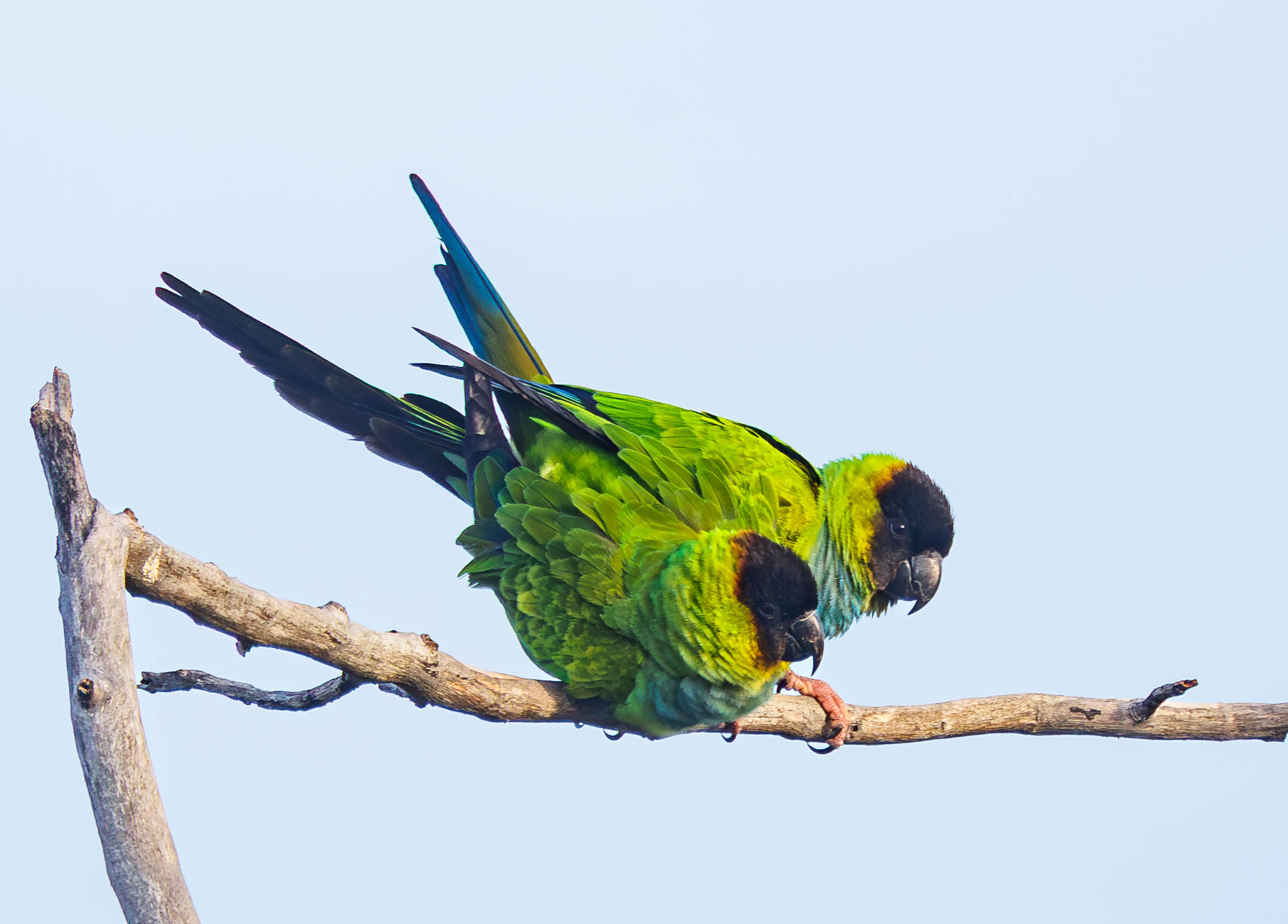 Nanday Parakeets preening each other