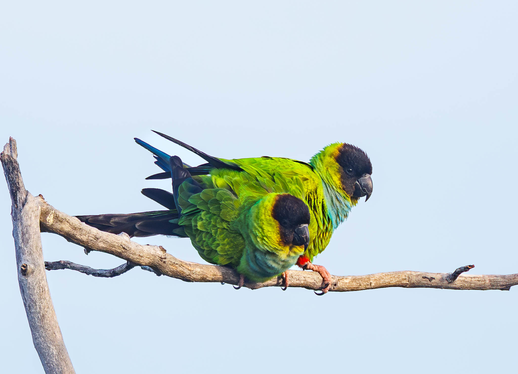 Nanday Parakeets allopreening