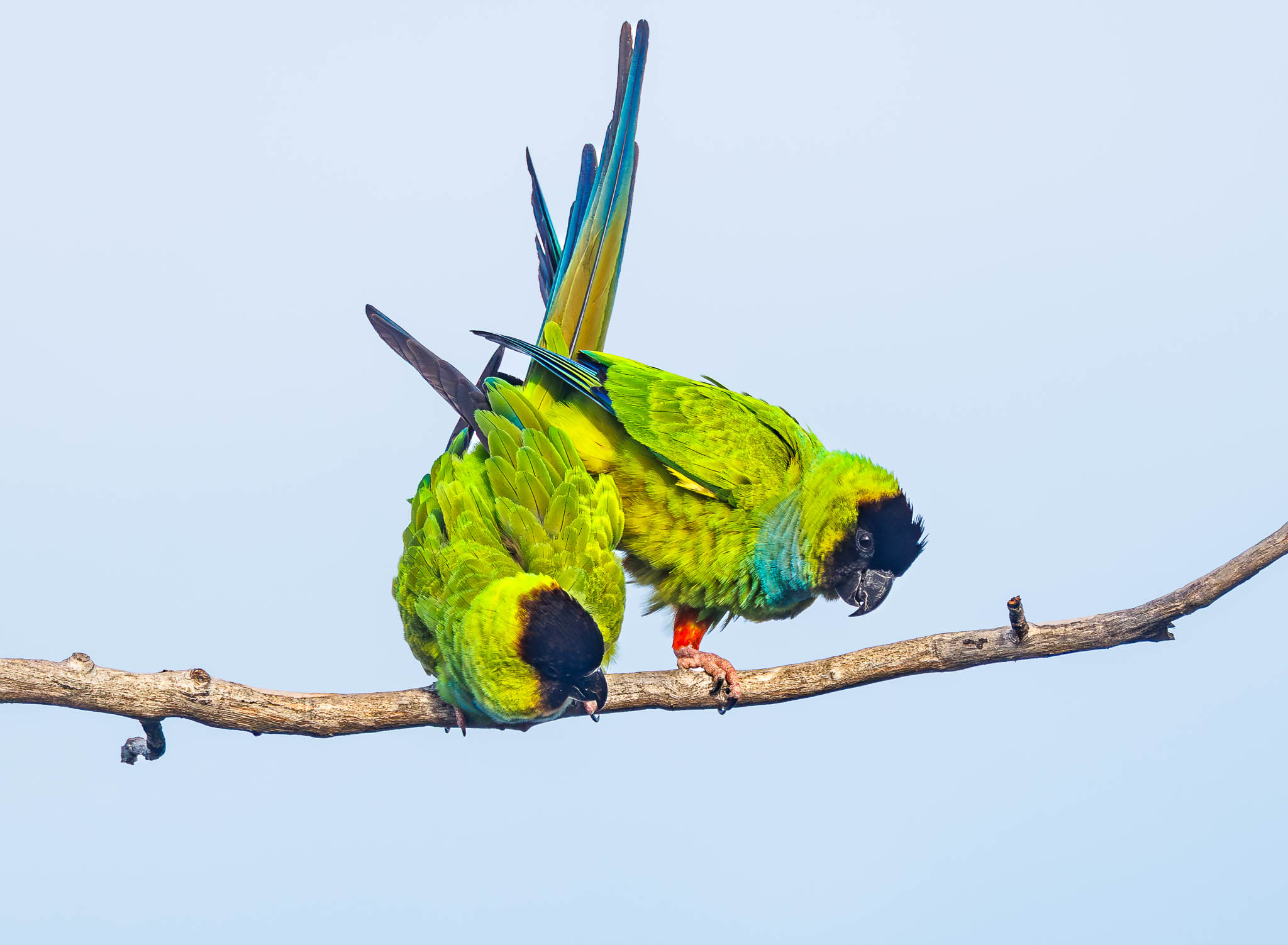 Nanday Parakeets showing pair bonding