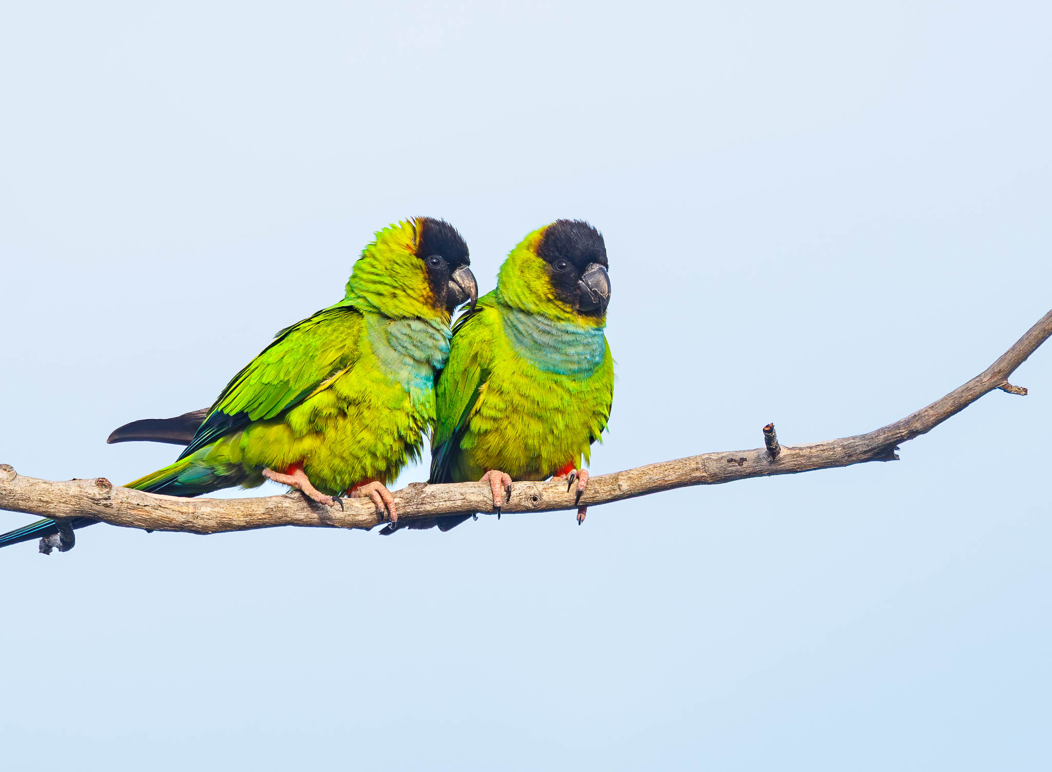 Nanday Parakeets intimate moment