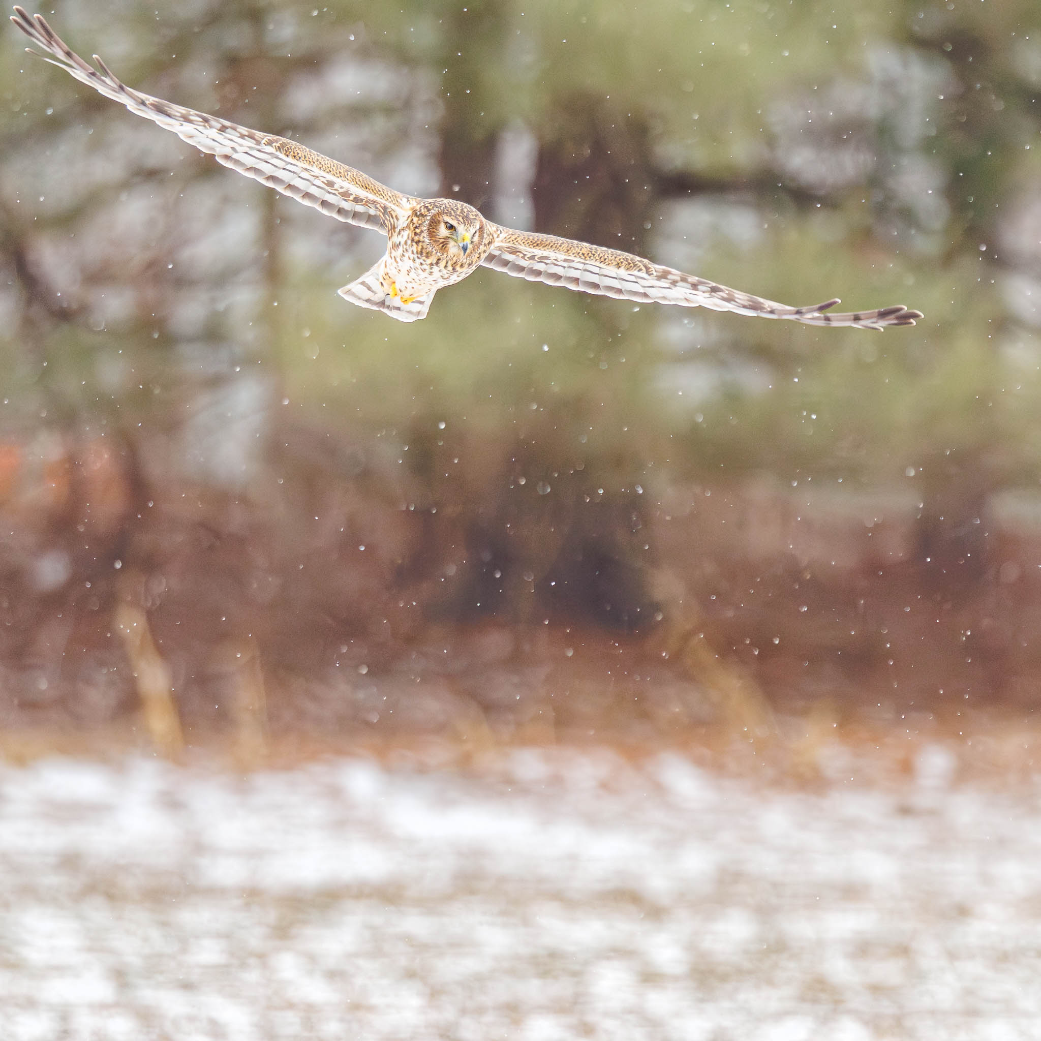 Northern Harrier Guardian of the Winter Field