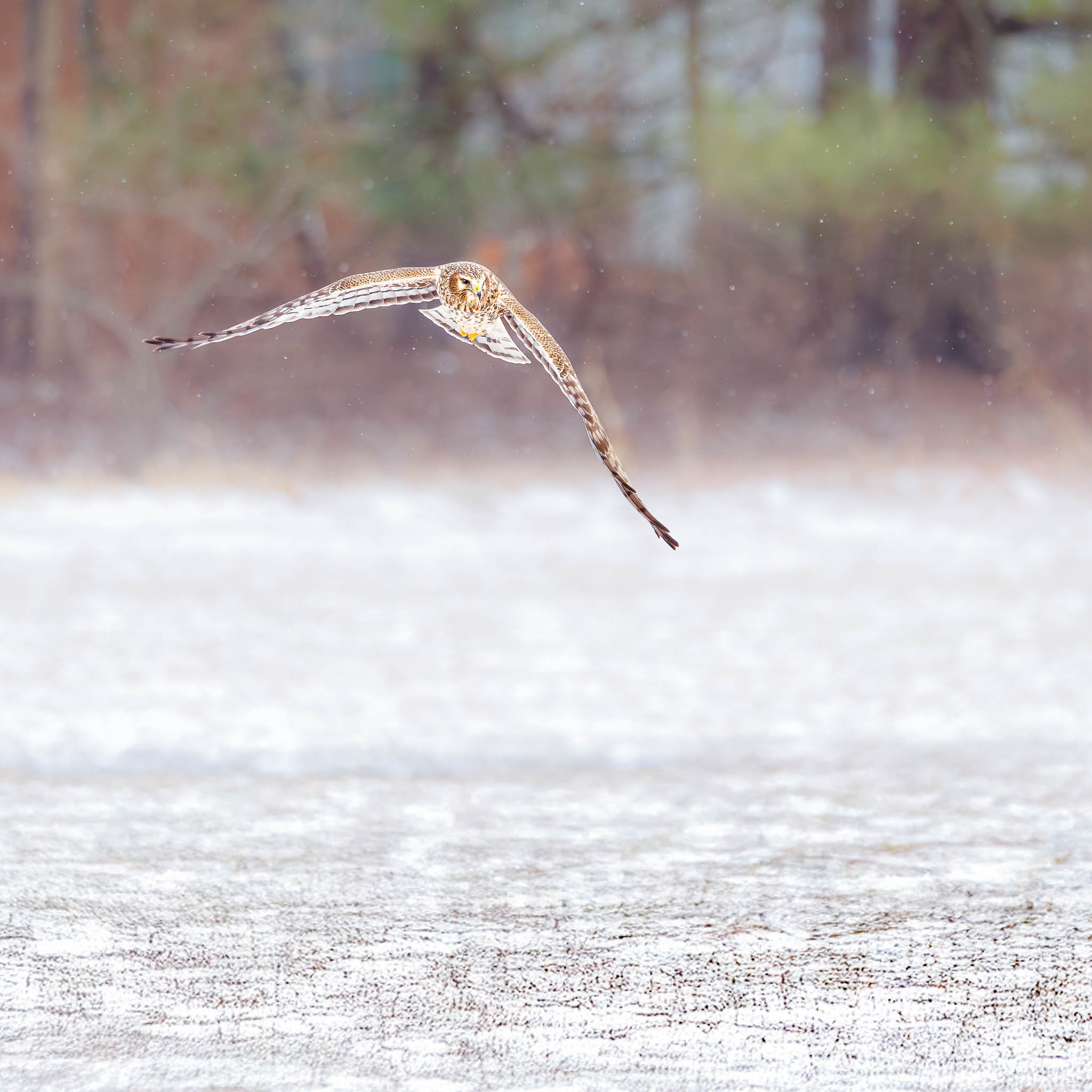 Northern Harrier feeding in winter field