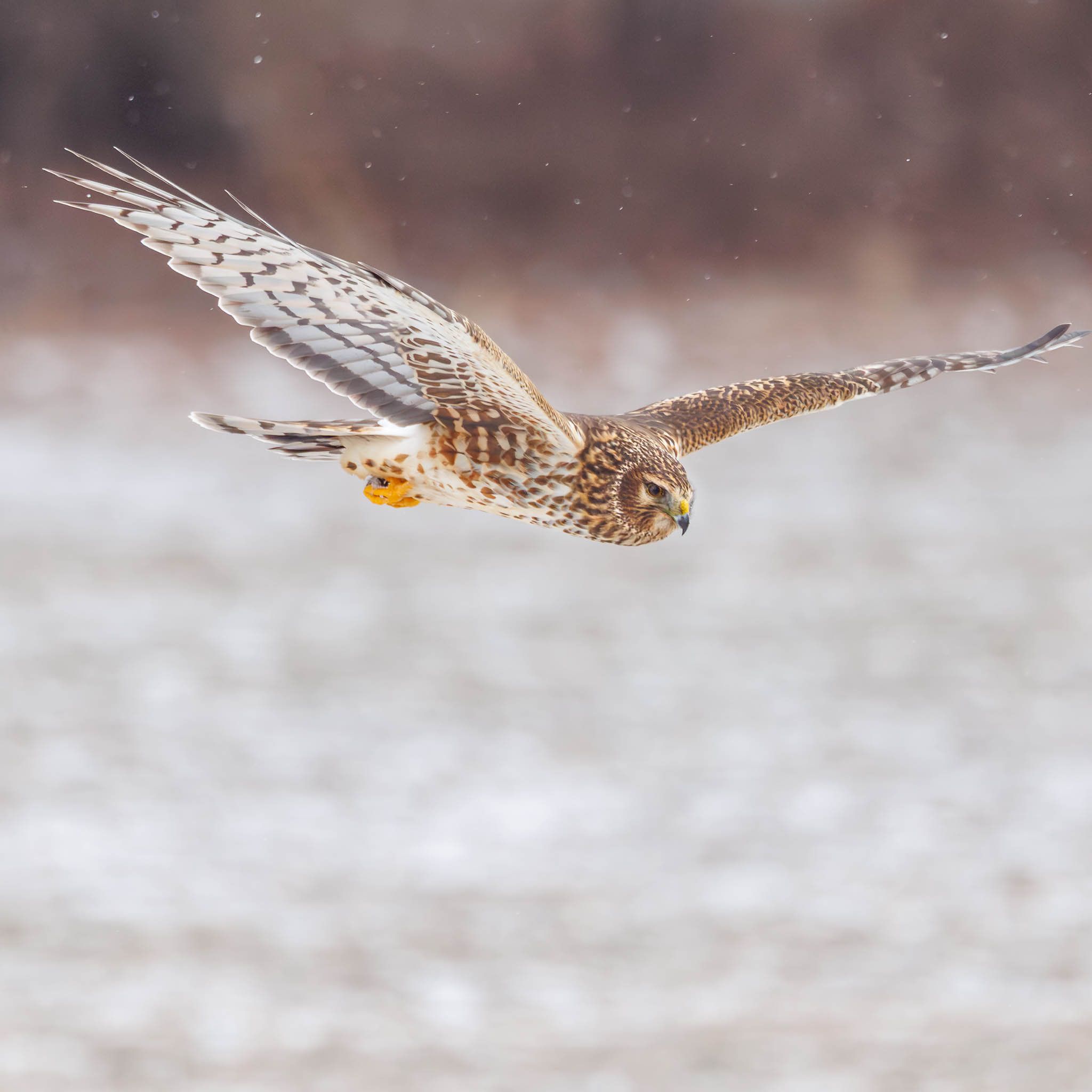 Northern Harrier alert and watchful