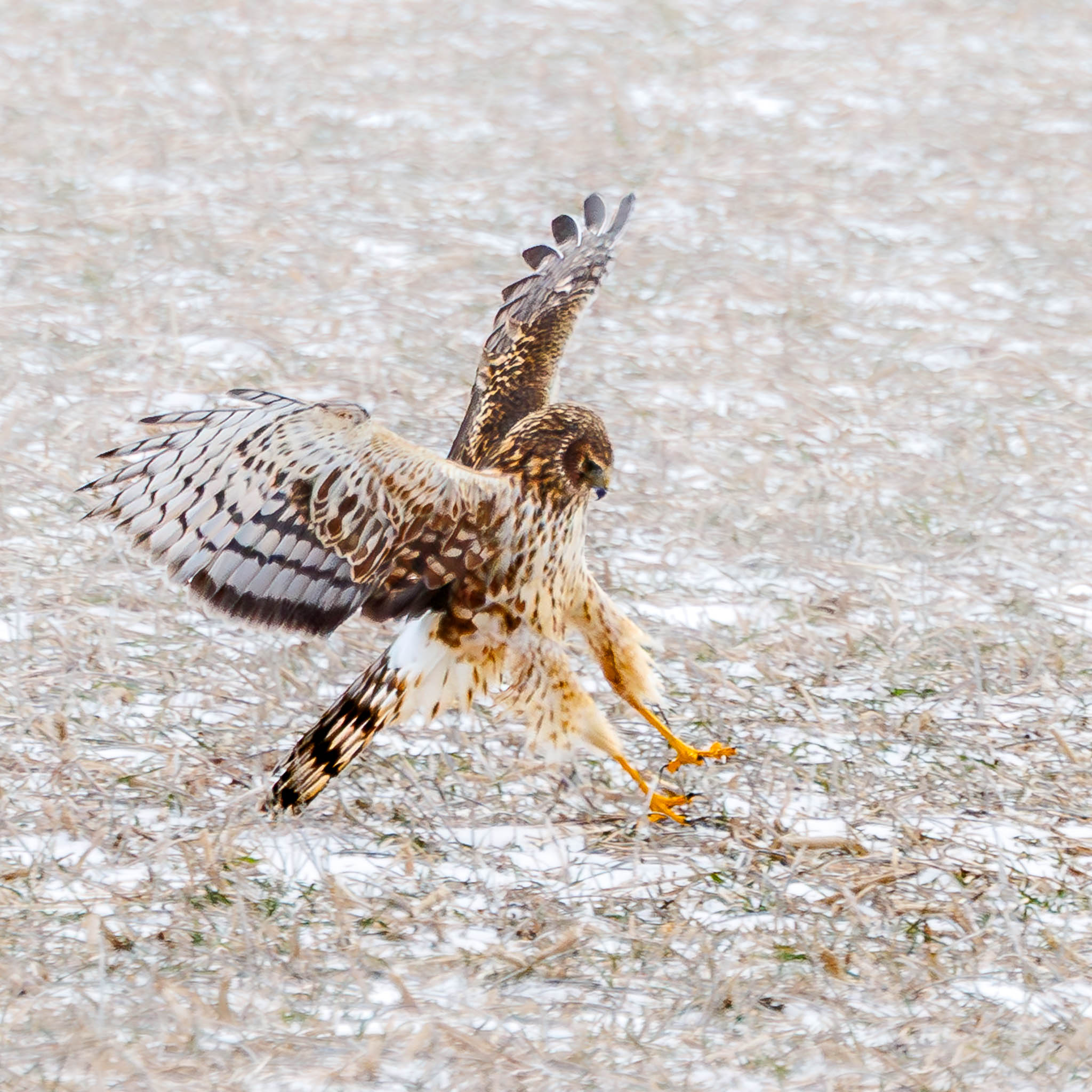 Northern Harrier taking flight