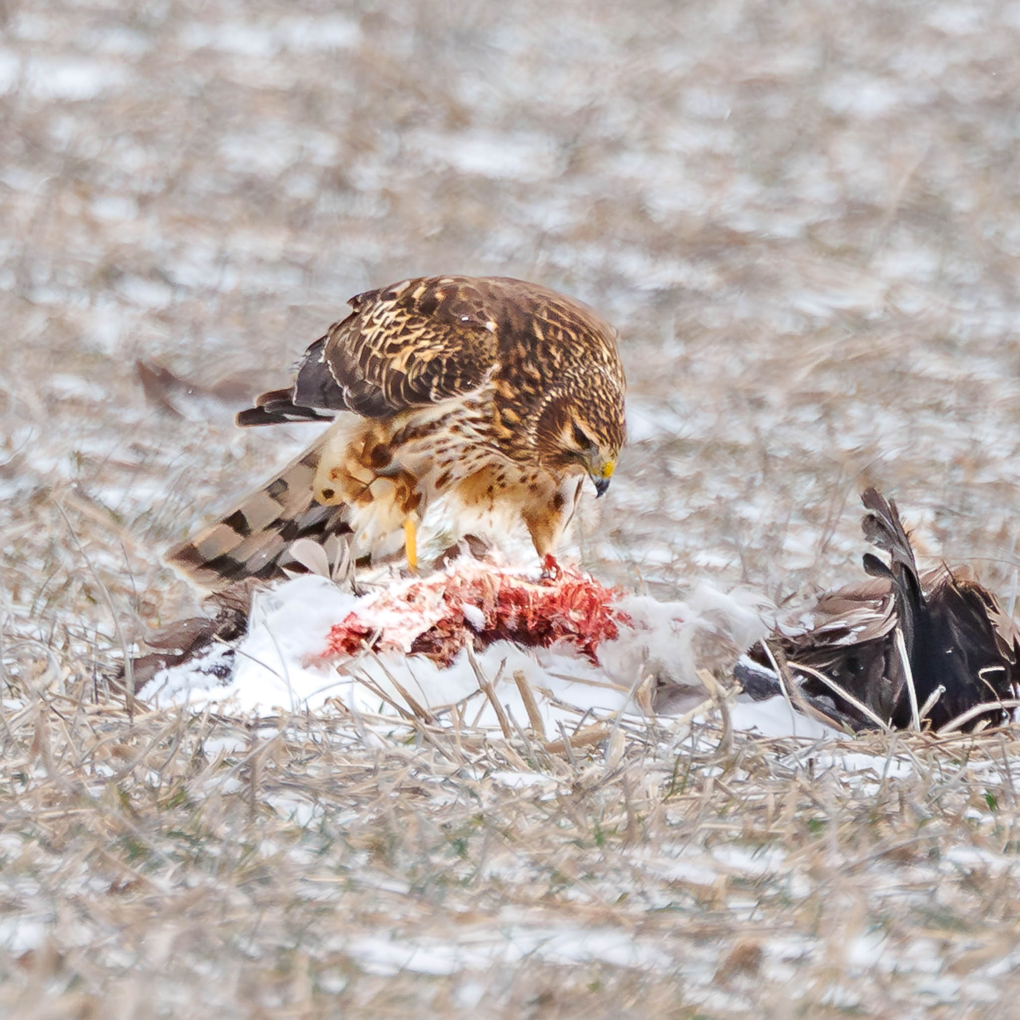 Northern Harrier in flight over field