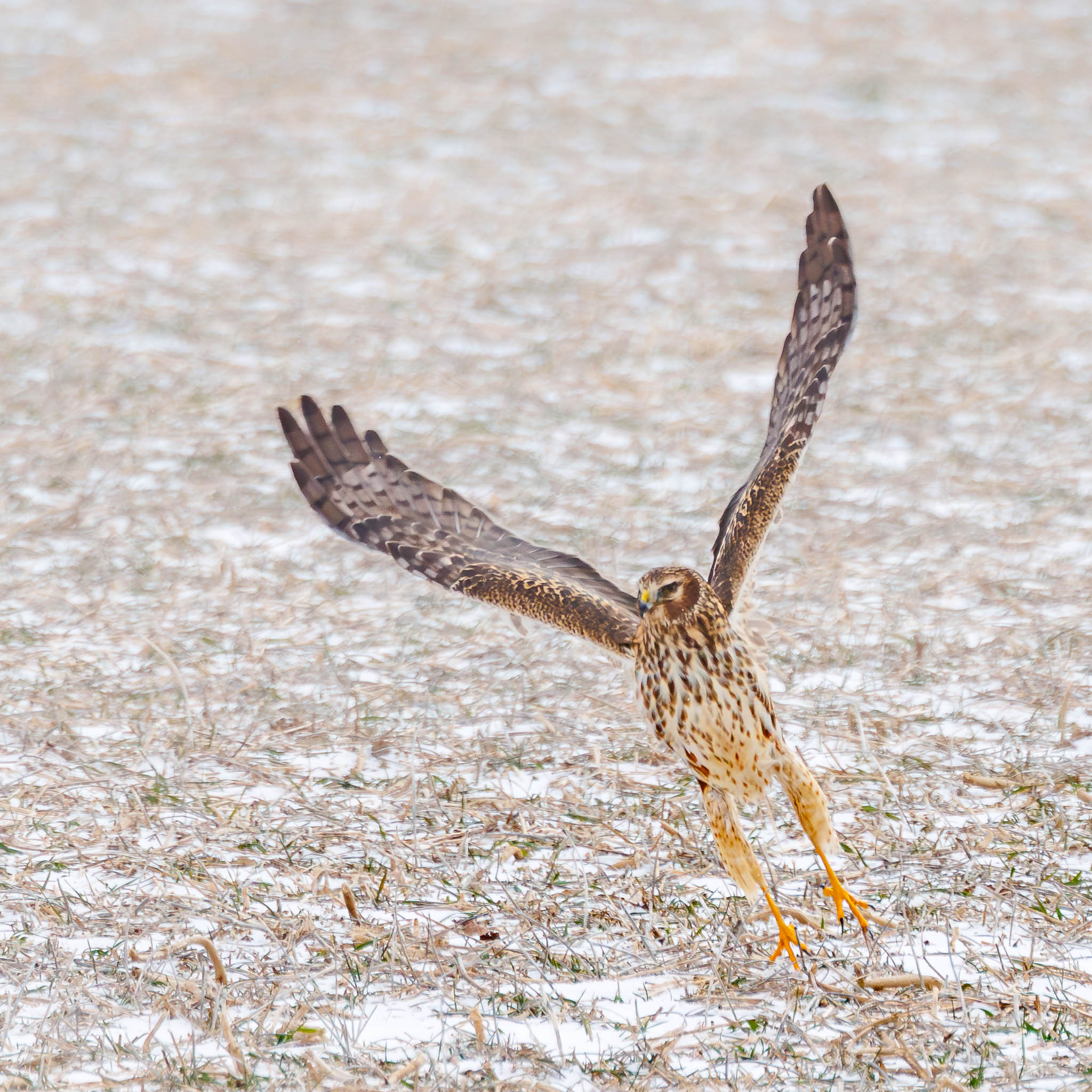 Northern Harrier circling overhead