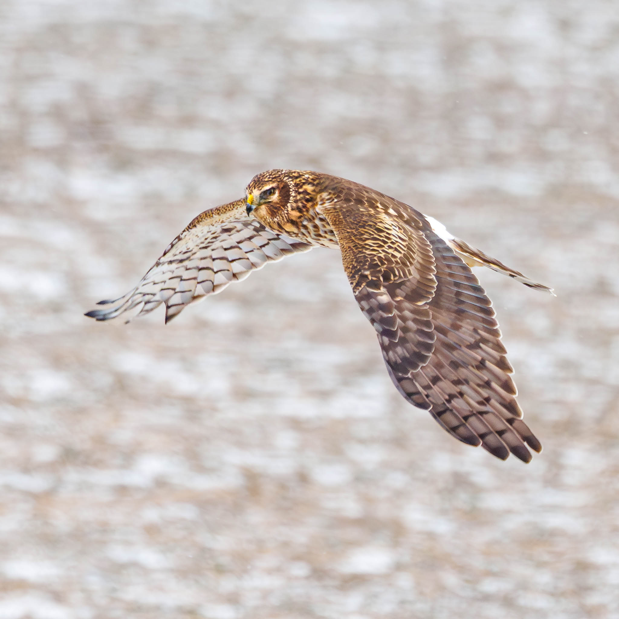 Northern Harrier protecting territory