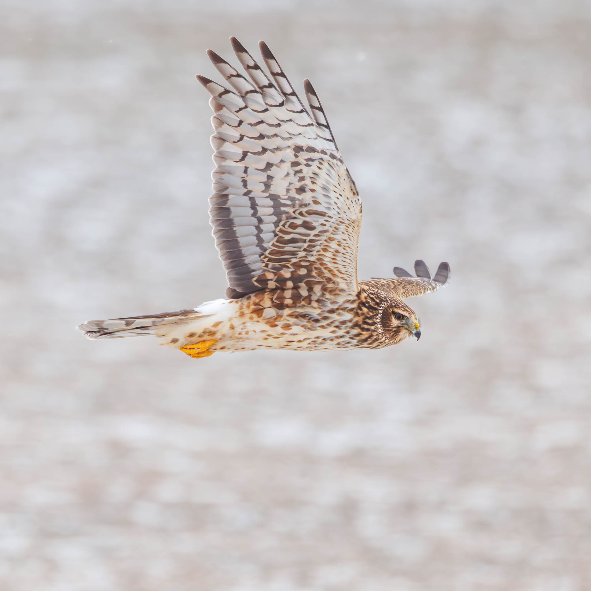 Northern Harrier returning to meal
