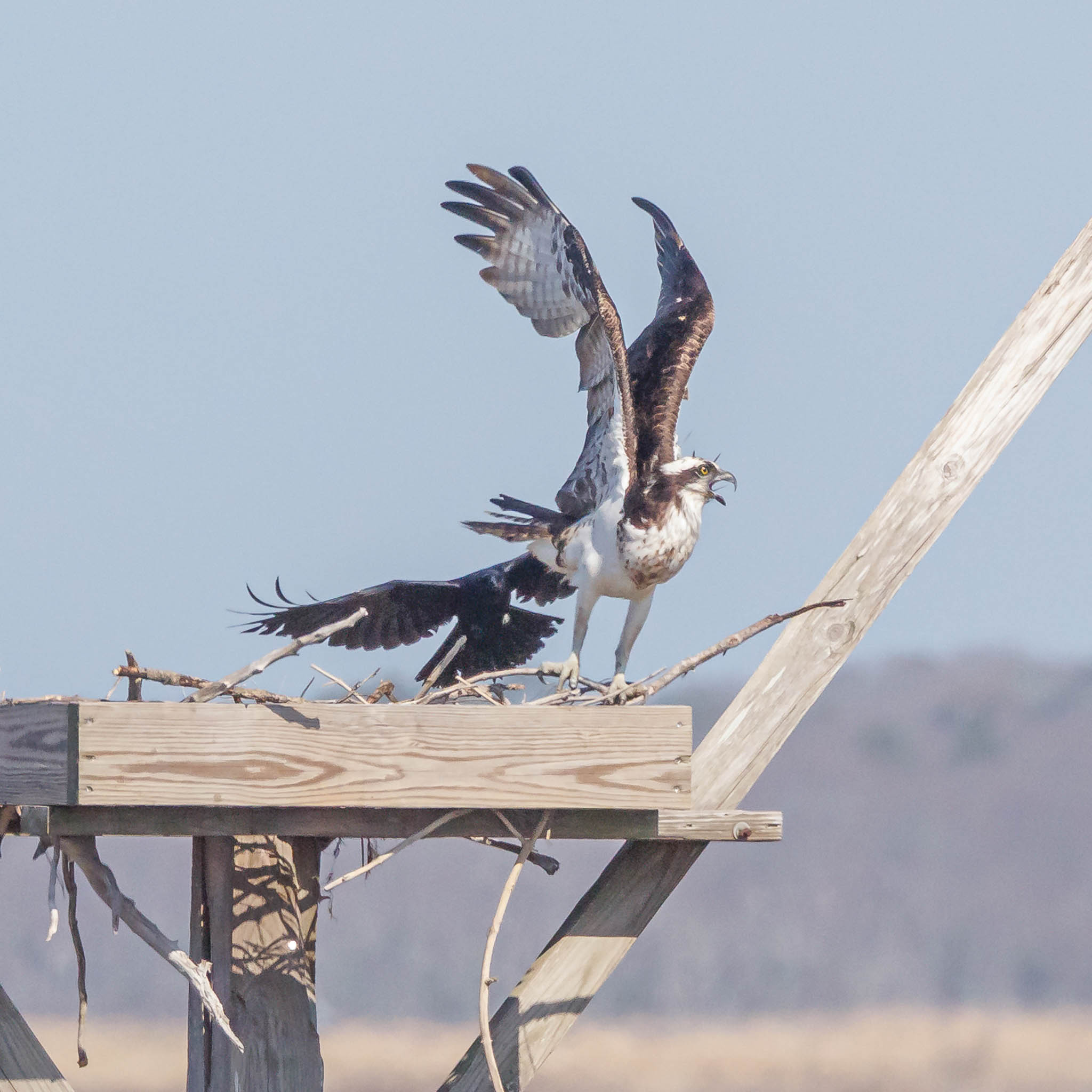 Osprey & Fish Crow Driven Off