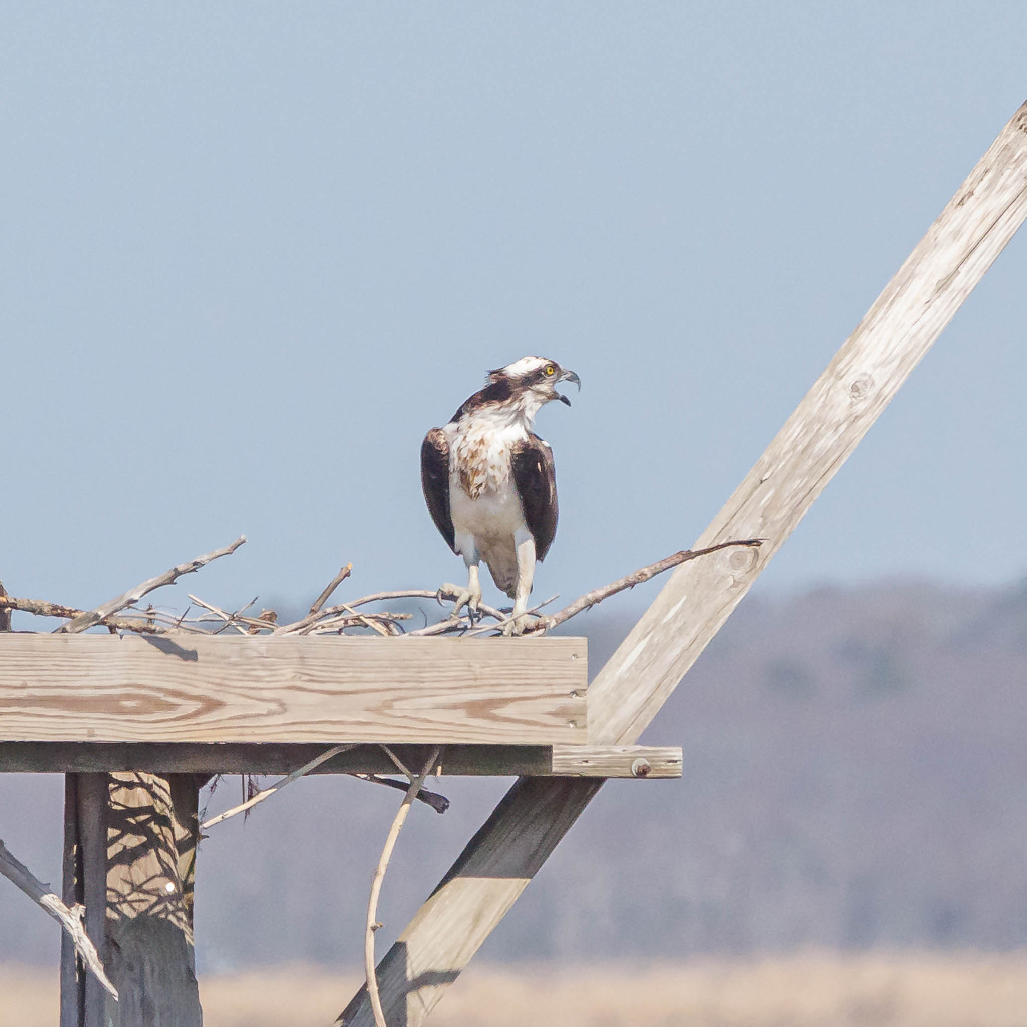 Osprey perched before Fish Crow appears