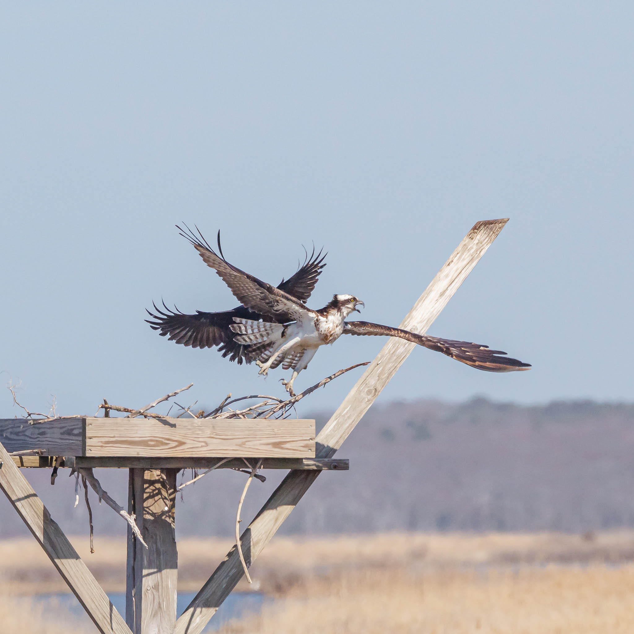Osprey taking flight as crow attacks