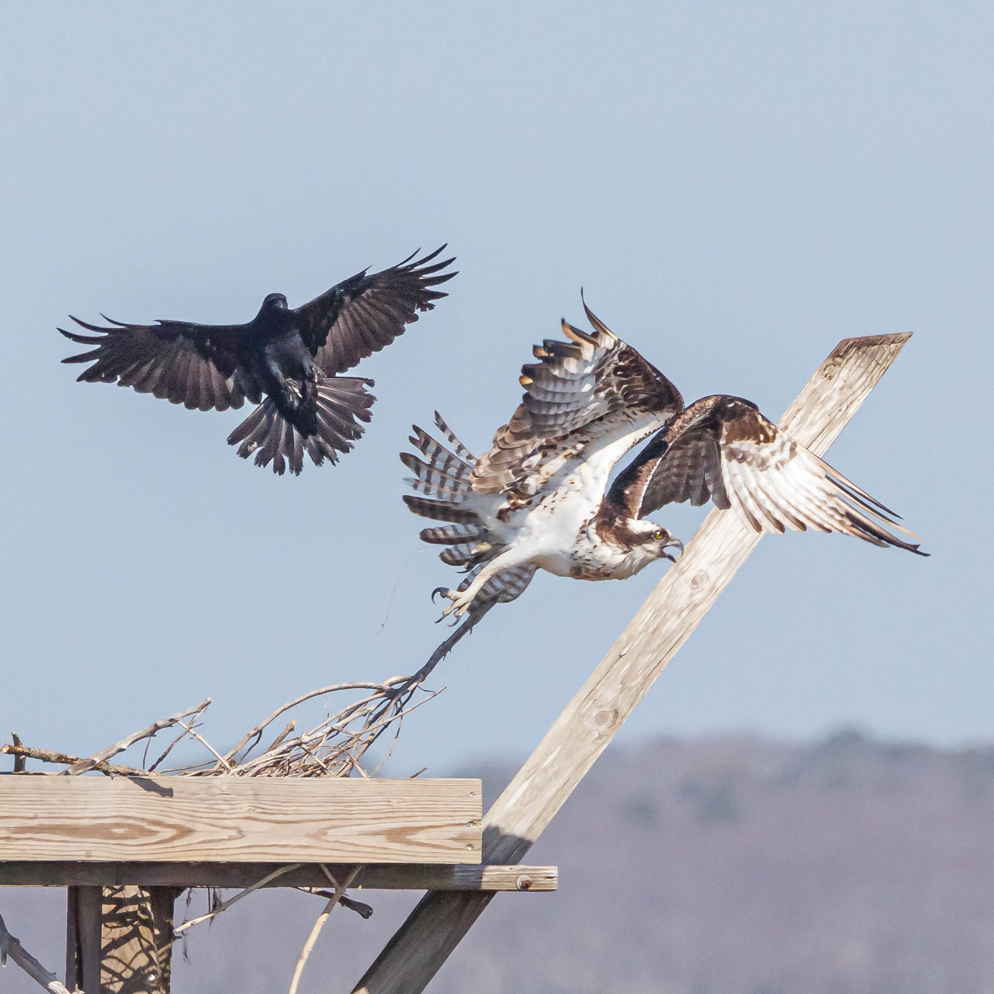 Aerial chase between Osprey and Fish Crow