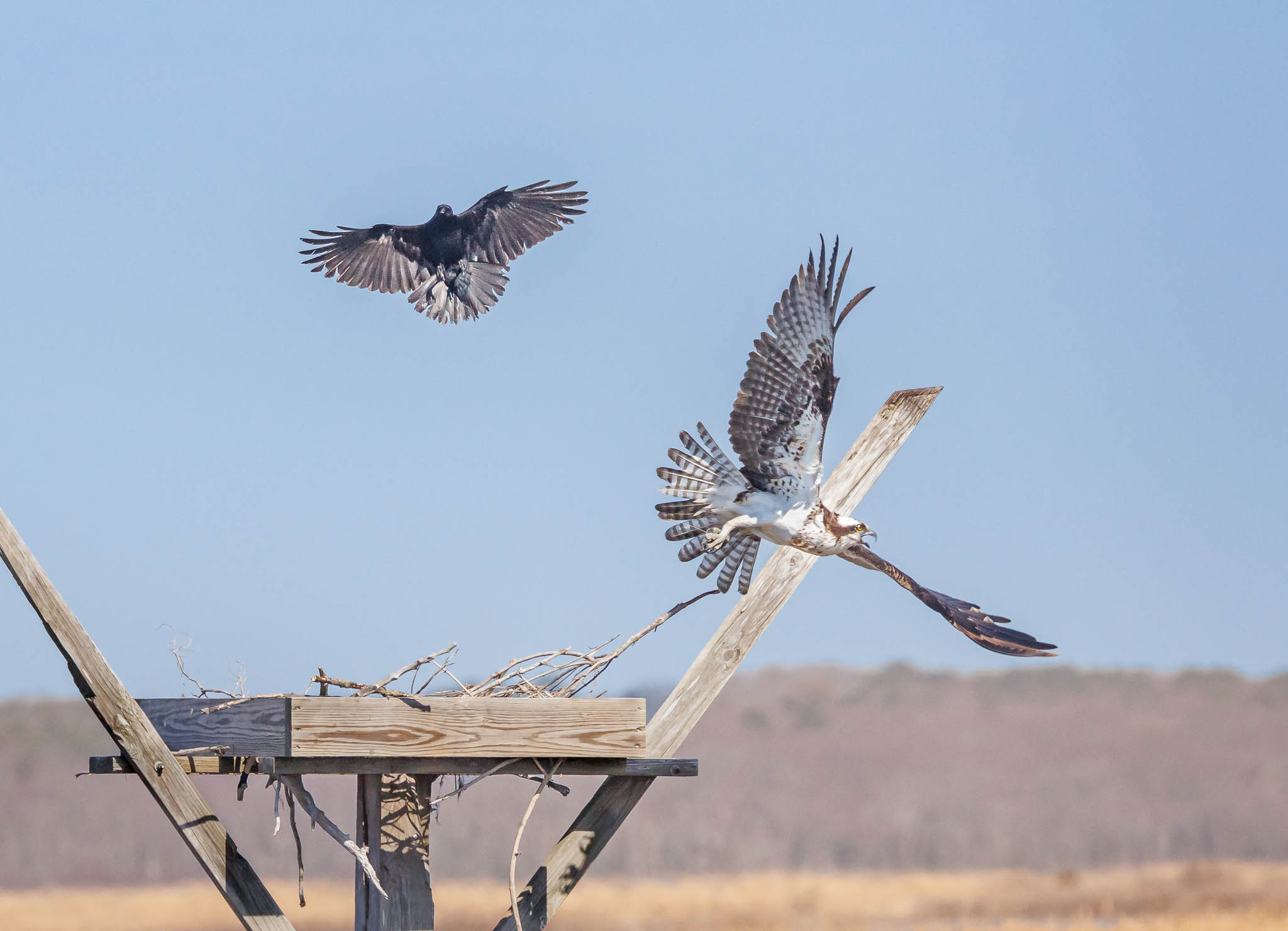 Fish Crow successfully driving off Osprey