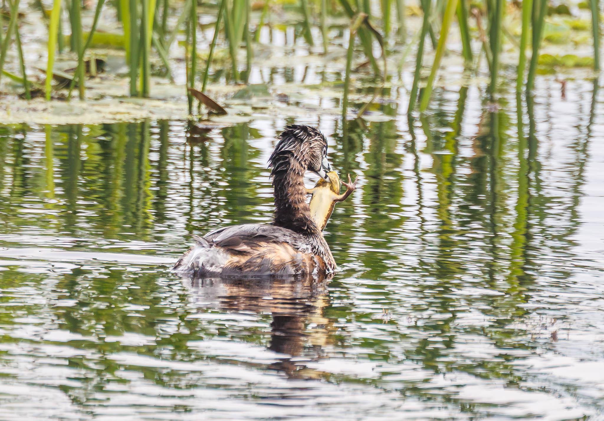 Pied-billed Grebe with frog in bill