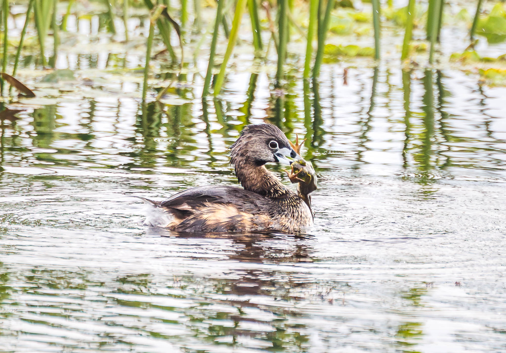 Pied-billed Grebe shaking frog