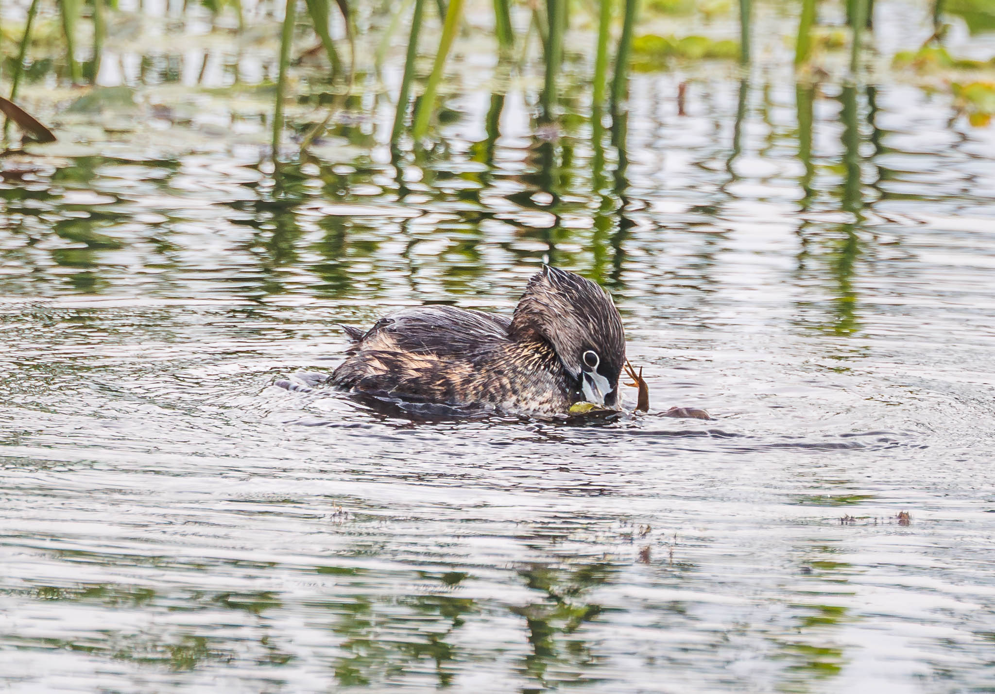 Pied-billed Grebe subduing prey