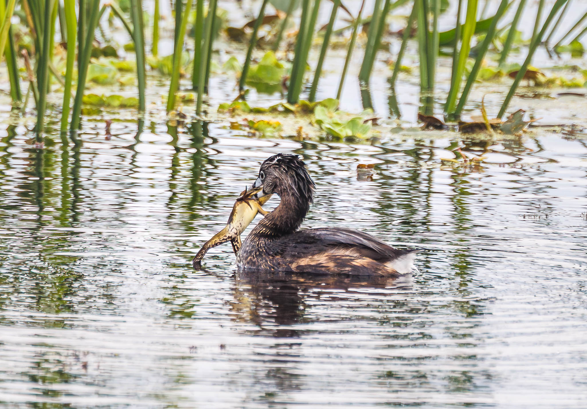Pied-billed Grebe dunking frog underwater