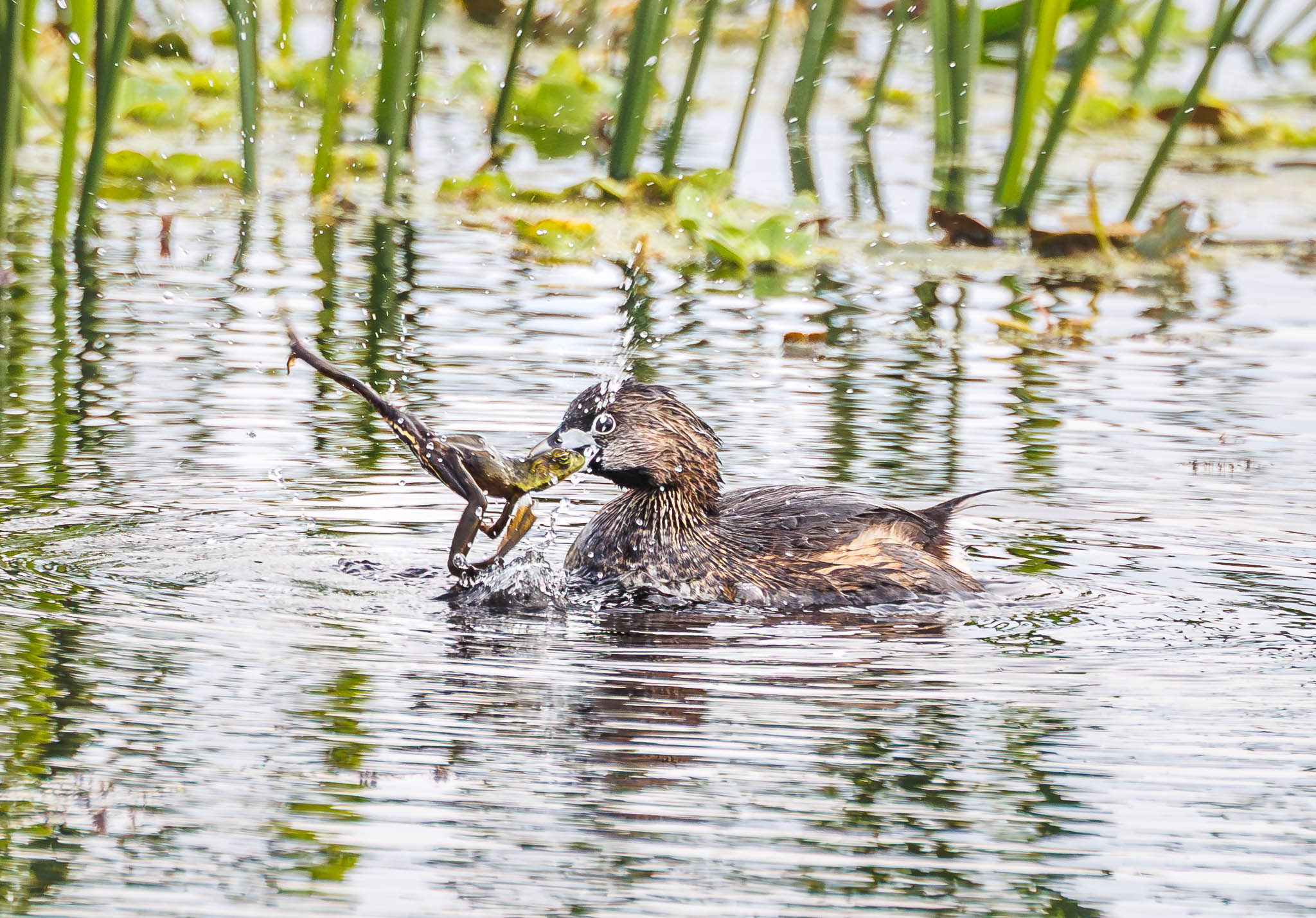 Pied-billed Grebe losing grip on frog