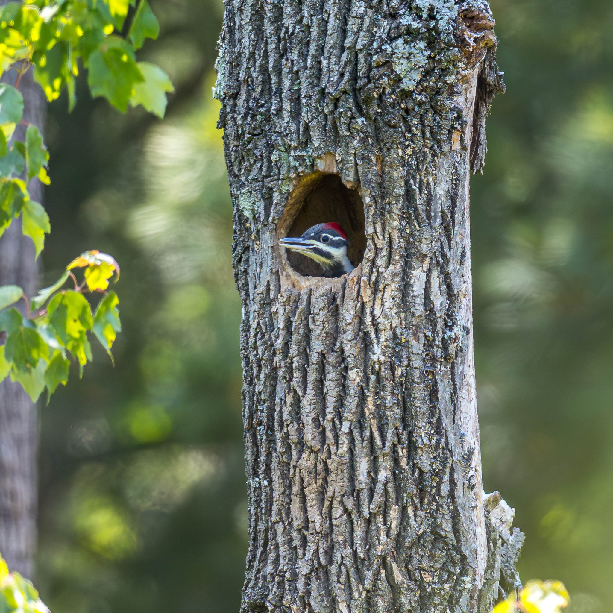 Pileated Woodpecker at nest cavity
