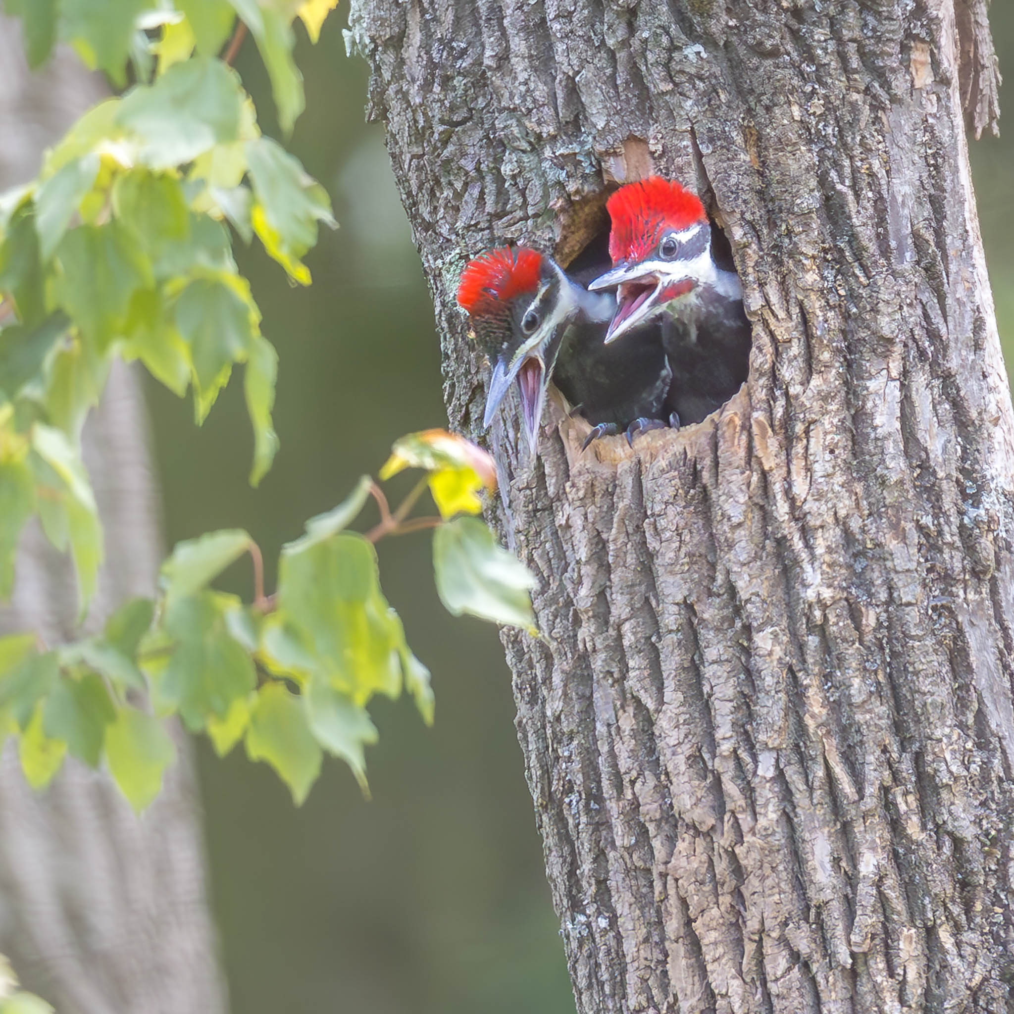 Pileated Woodpecker nestlings peering out
