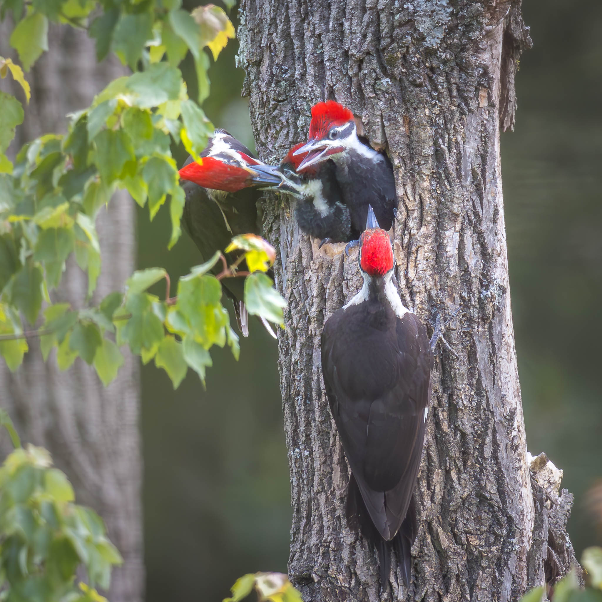 Pileated Woodpecker delivering food