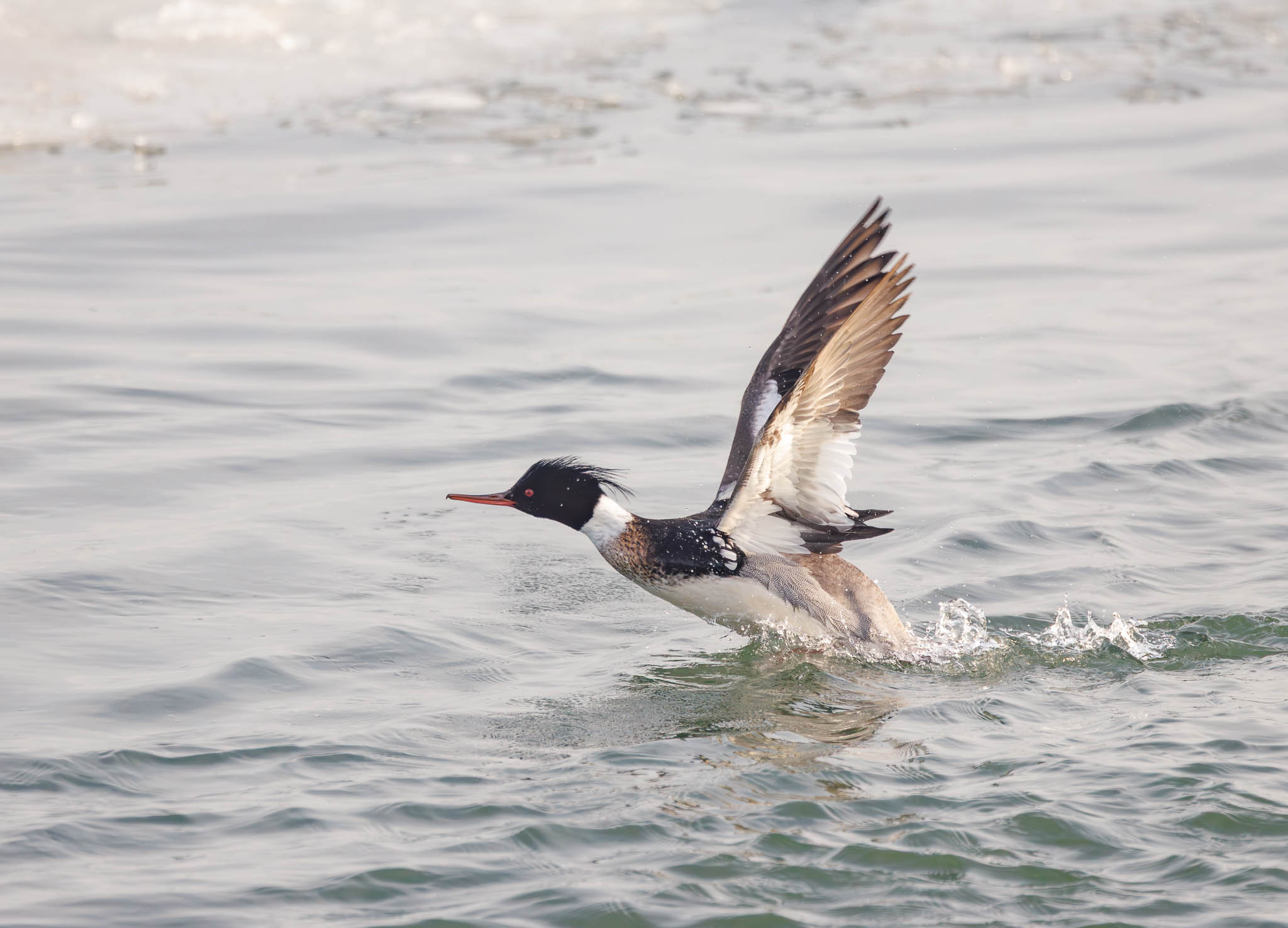 Red-breasted Merganser starting takeoff