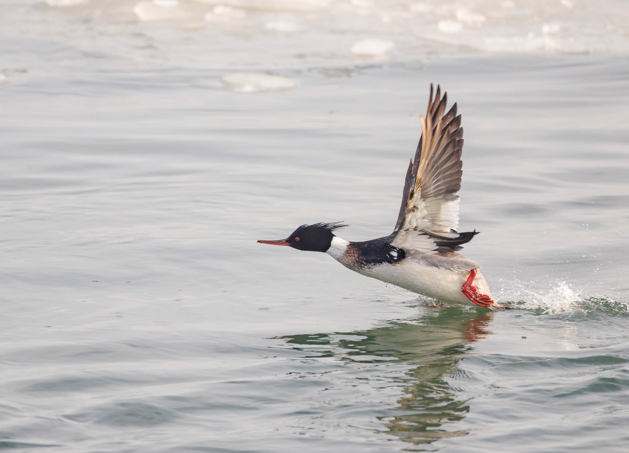 Red-breasted Merganser running on water