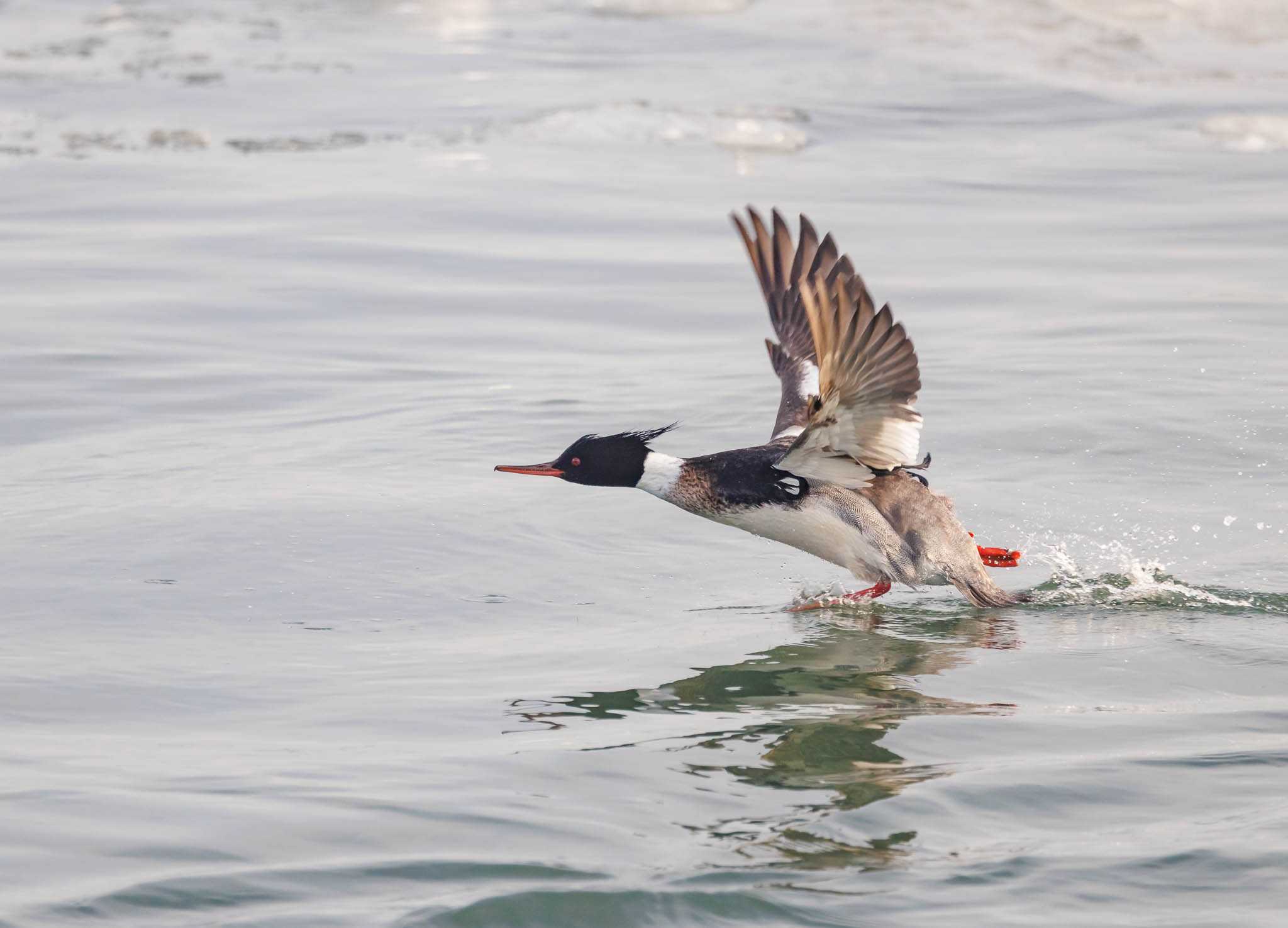 Red-breasted Merganser gaining speed