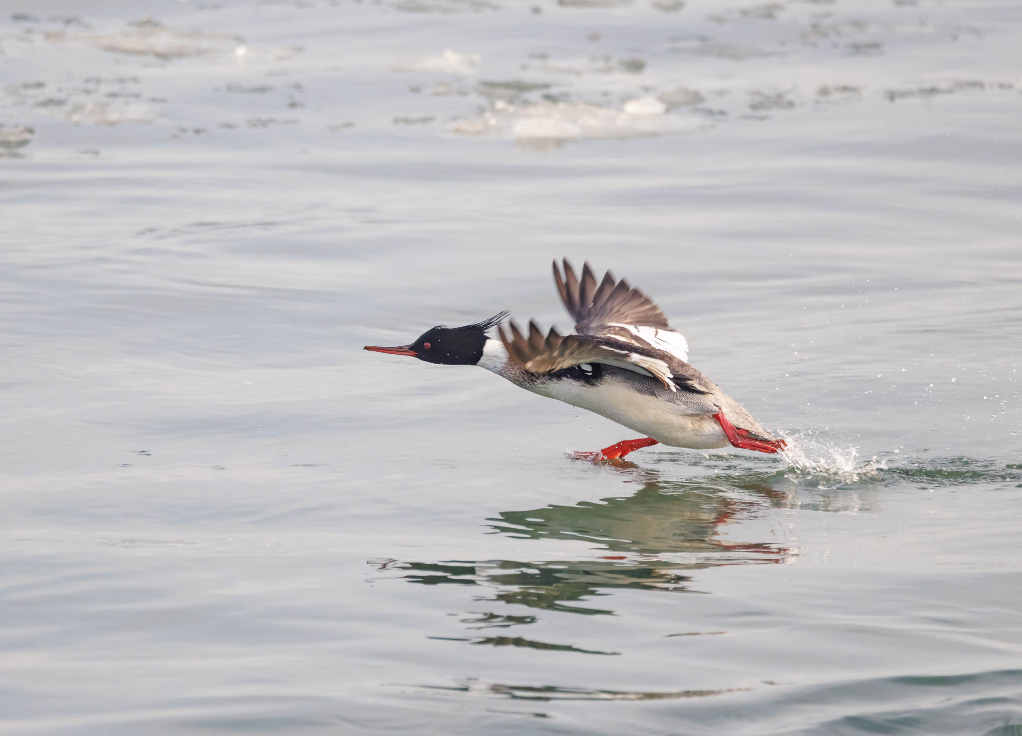 Red-breasted Merganser taking flight