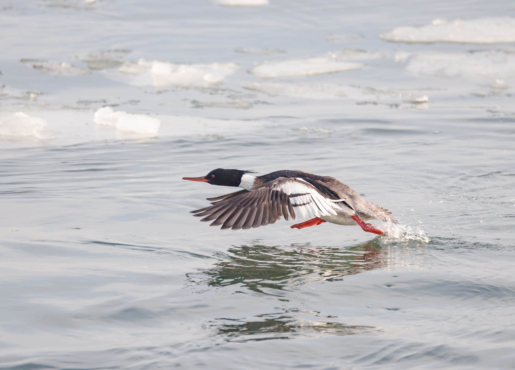 Red-breasted Merganser in flight