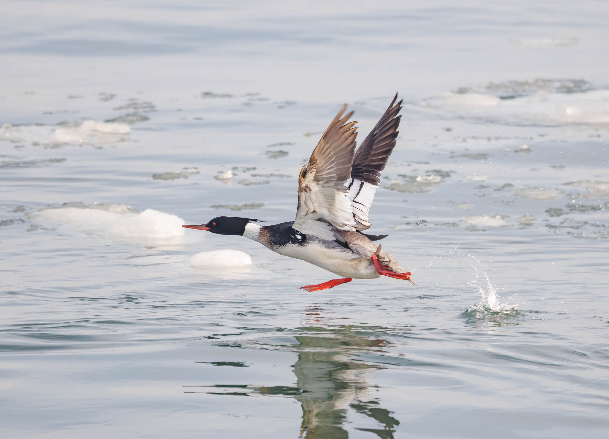 Red-breasted Merganser soaring