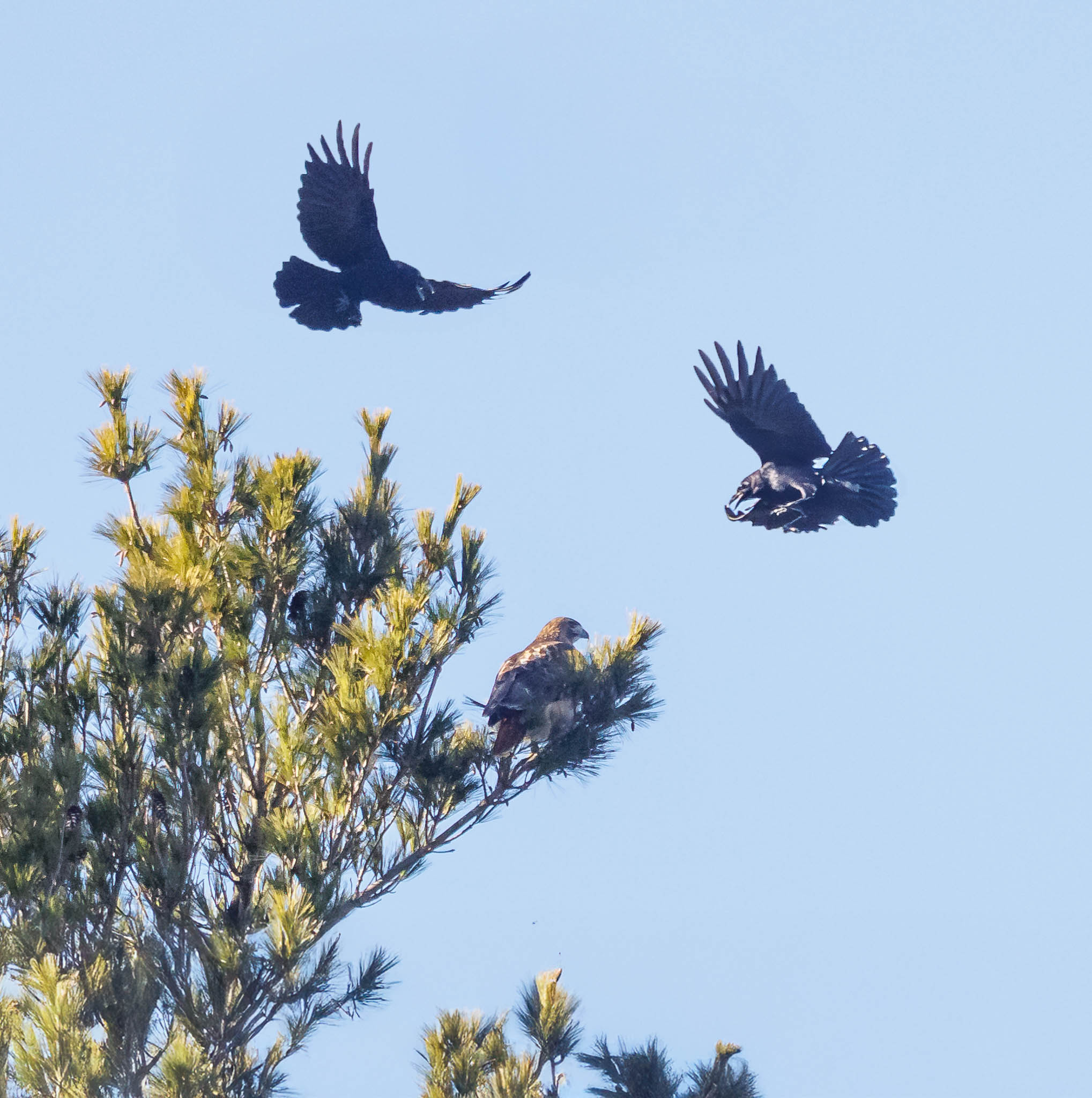 Red-tailed Hawk Winter Standoff at the Treetop