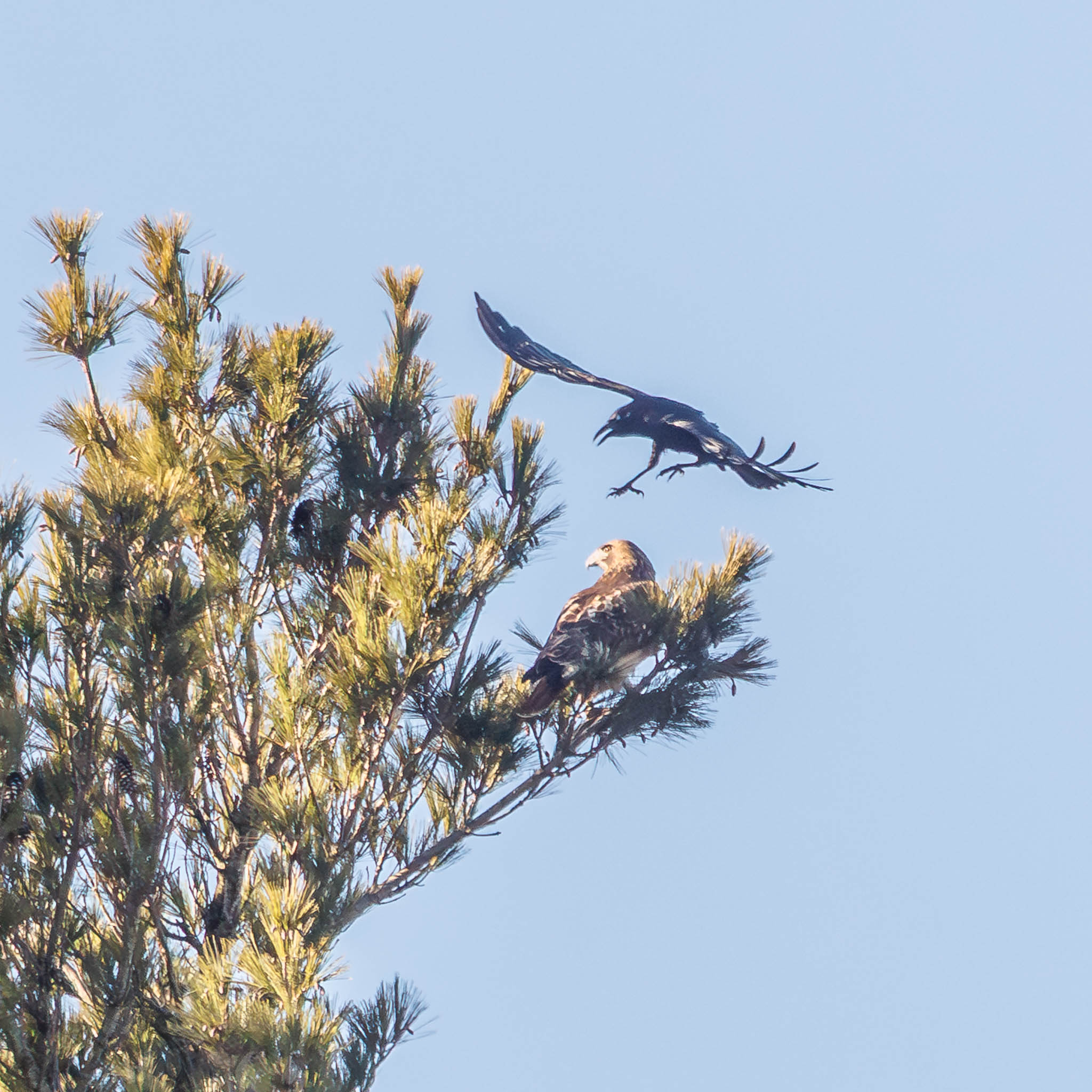 Red-tailed Hawk perched atop pine