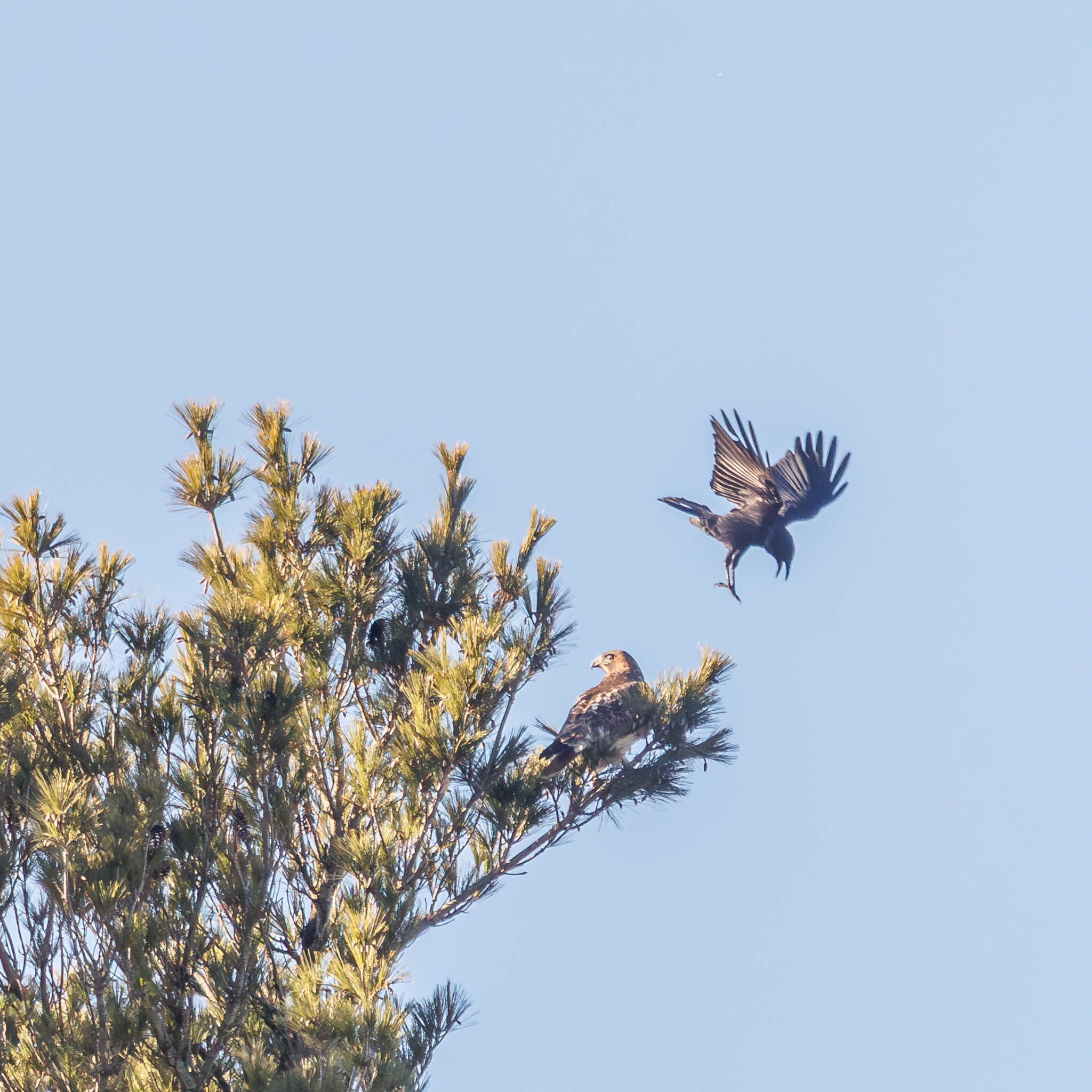 American Crow approaching Red-tailed Hawk