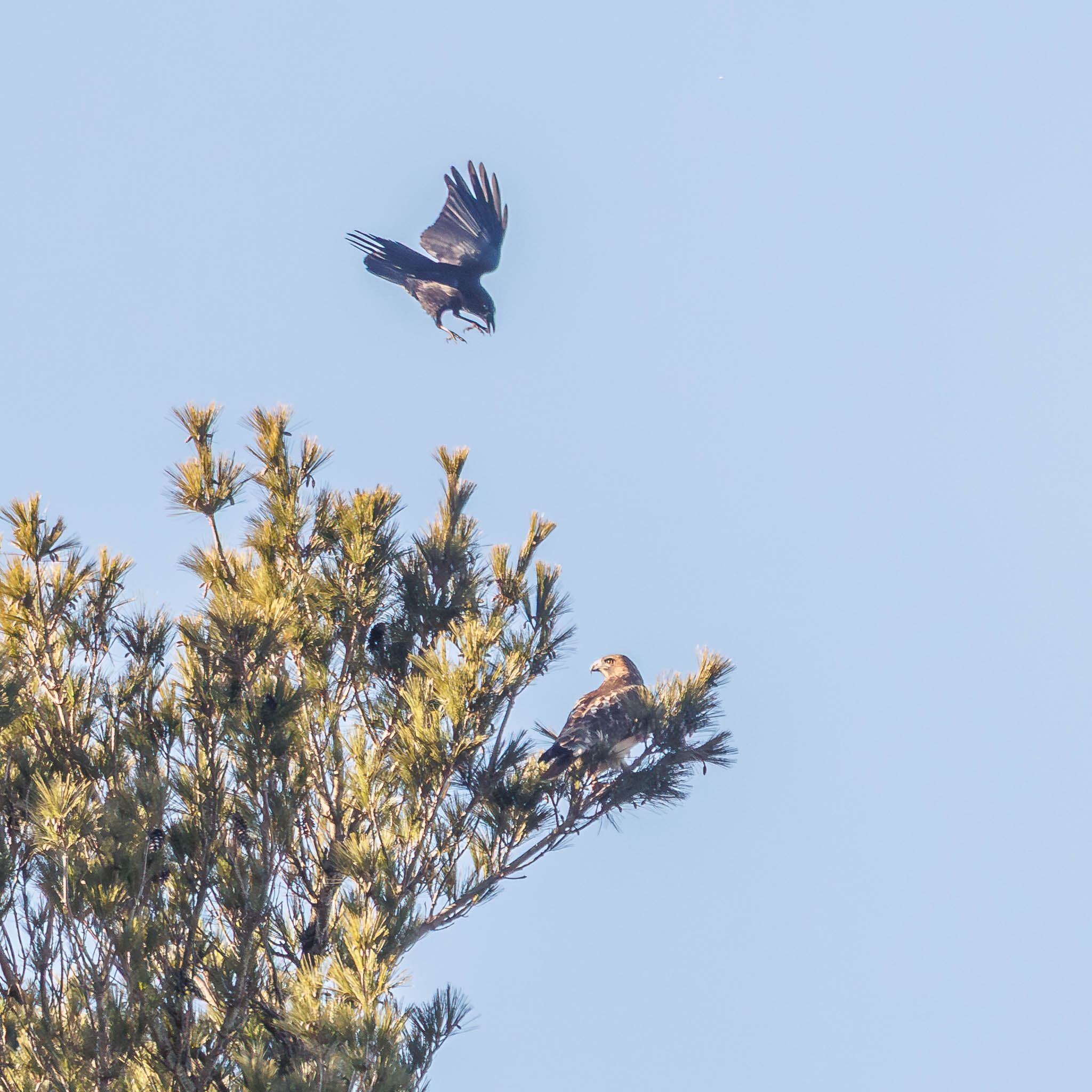 Crows mobbing Red-tailed Hawk