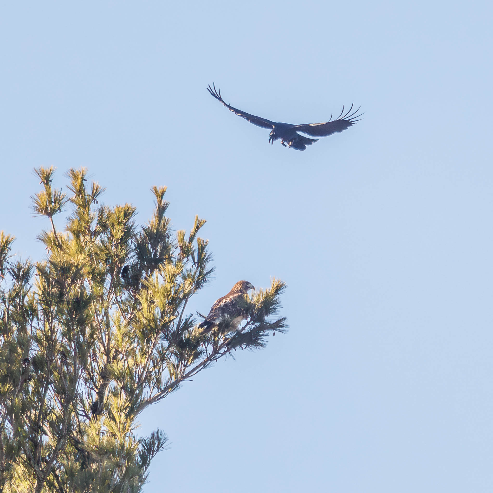 Red-tailed Hawk and Crow aerial confrontation