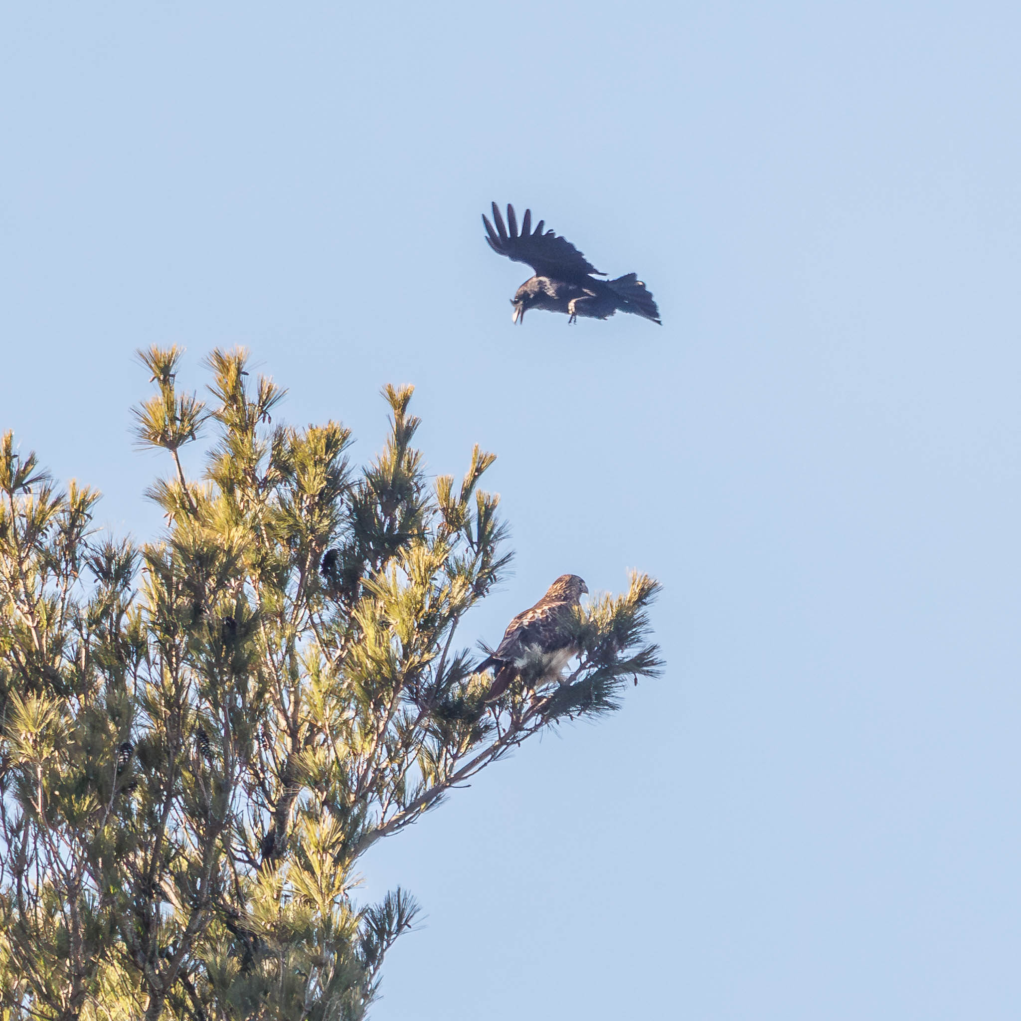 Crows diving at Red-tailed Hawk